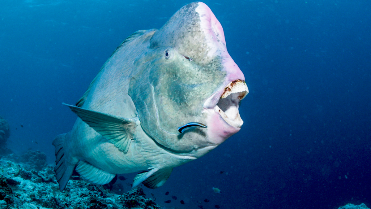 Parrotfish: Funny, but disgusting. All the sand in the Maldives is the result of the toilet of these fish - A fish, Maldives, Marine life, Animals, Wild animals, Yandex Zen, GIF, Yandex Zen (link), Longpost