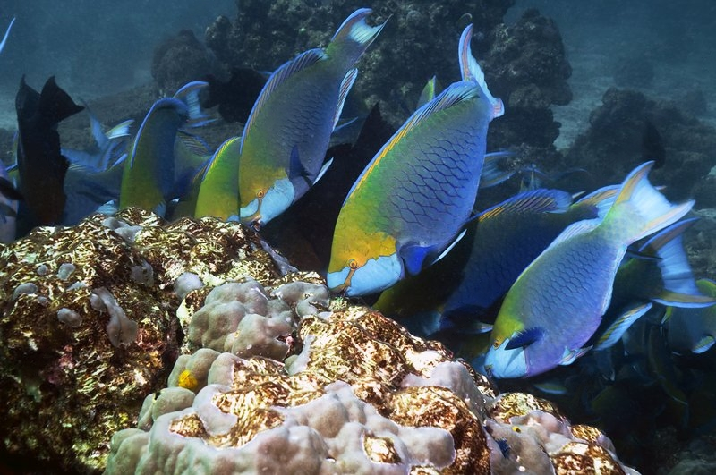 Parrotfish: Funny, but disgusting. All the sand in the Maldives is the result of the toilet of these fish - A fish, Maldives, Marine life, Animals, Wild animals, Yandex Zen, GIF, Yandex Zen (link), Longpost