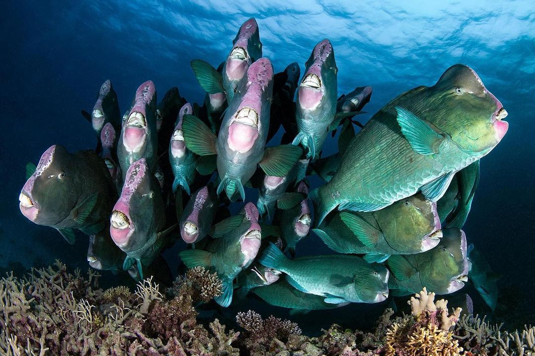 Parrotfish: Funny, but disgusting. All the sand in the Maldives is the result of the toilet of these fish - A fish, Maldives, Marine life, Animals, Wild animals, Yandex Zen, GIF, Yandex Zen (link), Longpost