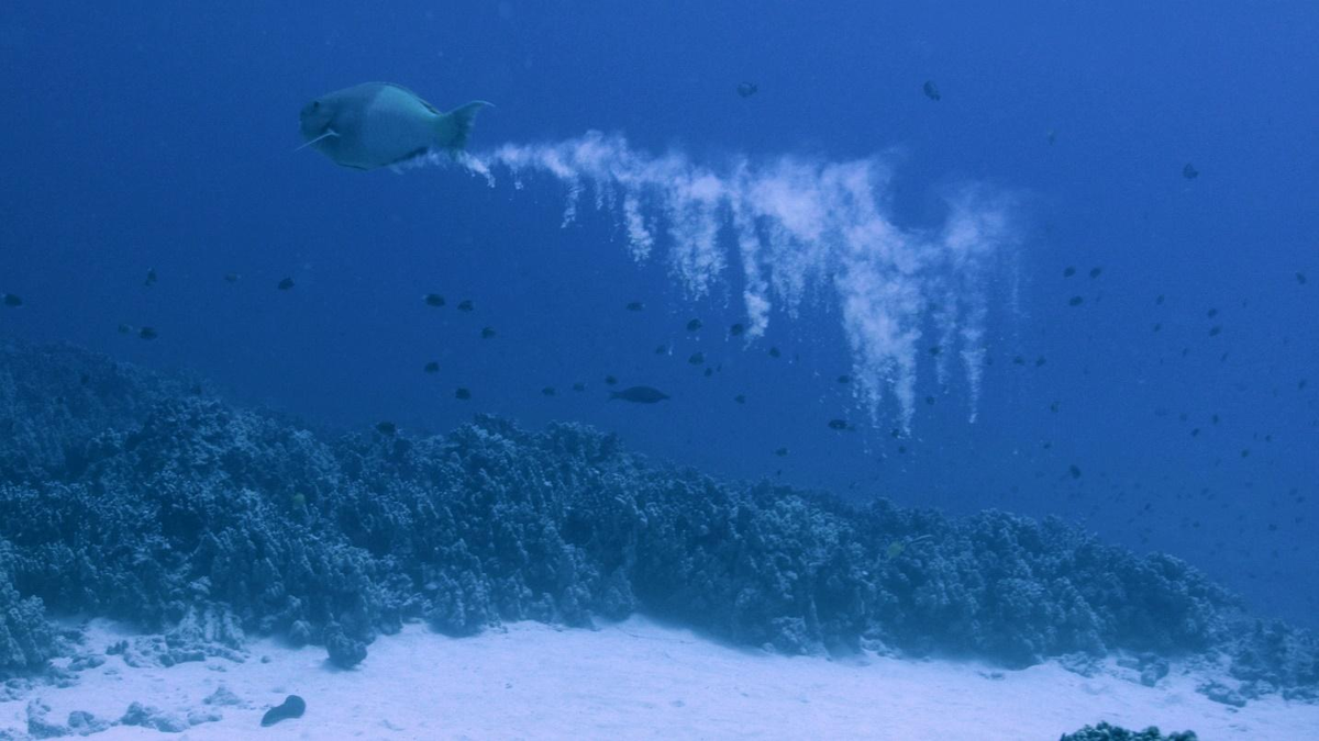 Parrotfish: Funny, but disgusting. All the sand in the Maldives is the result of the toilet of these fish - A fish, Maldives, Marine life, Animals, Wild animals, Yandex Zen, GIF, Yandex Zen (link), Longpost