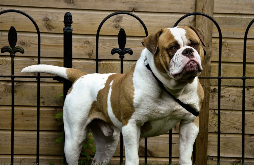 Ambuldog: On the special list of “potentially dangerous”. What did the American do so wrong? - American Bulldog, Dog, Animals, Yandex Zen, Yandex Zen (link), Longpost