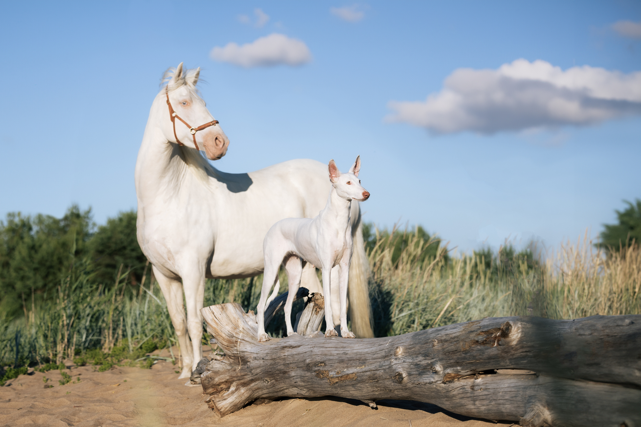 Varya and Parabel - My, Podenko Ibitsenko, Horses, Longpost, The photo, Pets, Dog