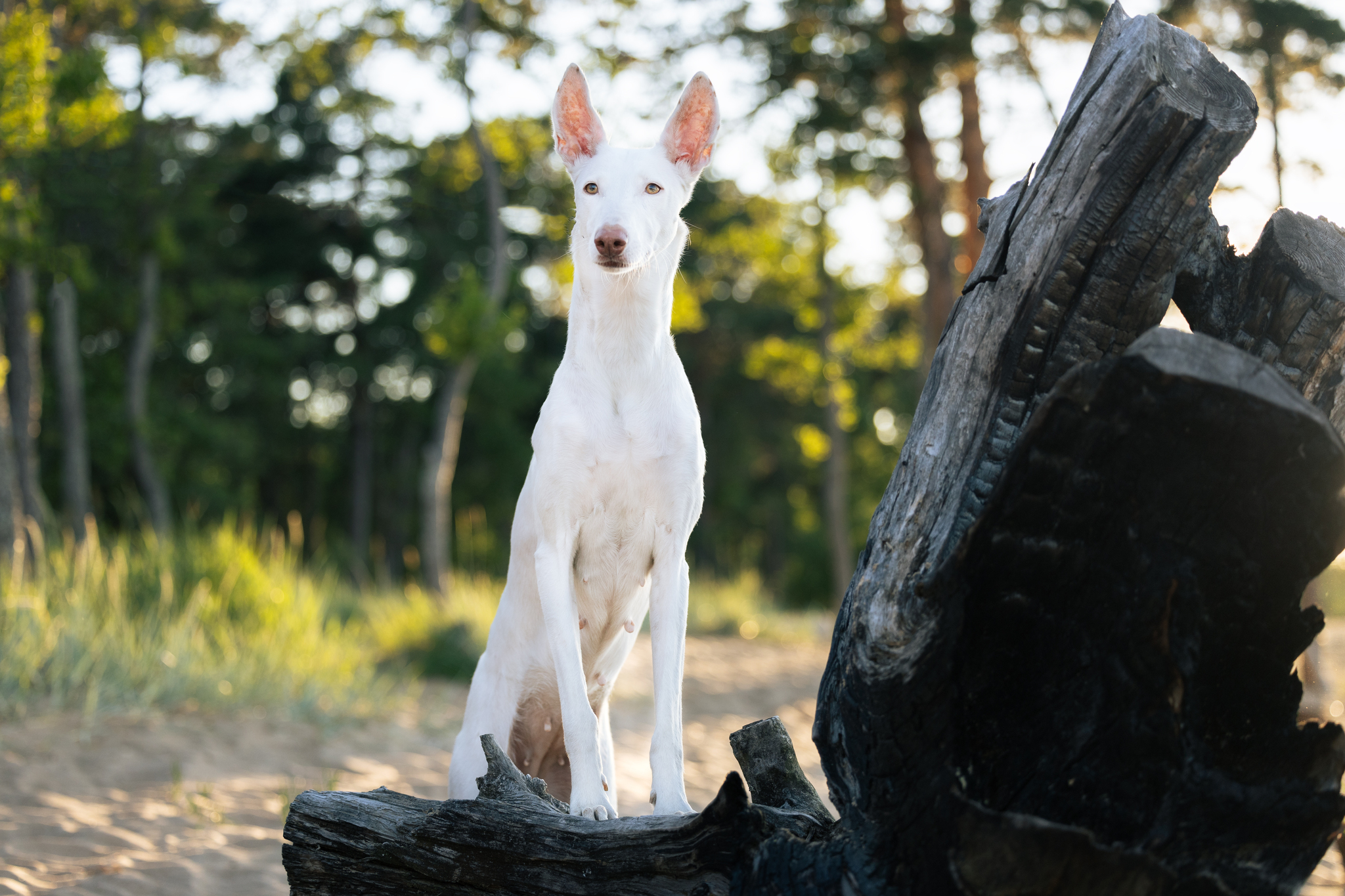 Varya and Parabel - My, Podenko Ibitsenko, Horses, Longpost, The photo, Pets, Dog