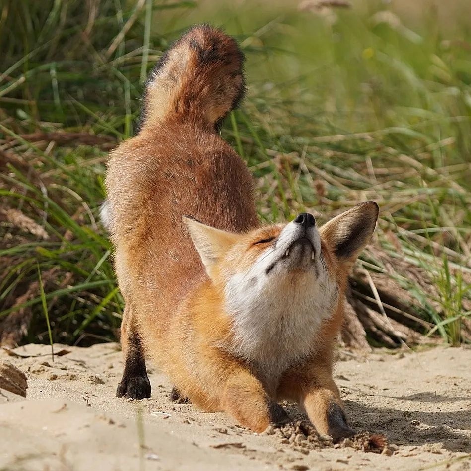 Let's pull and pull... - The photo, Fox, Animals, In the animal world, Puffs, Longpost