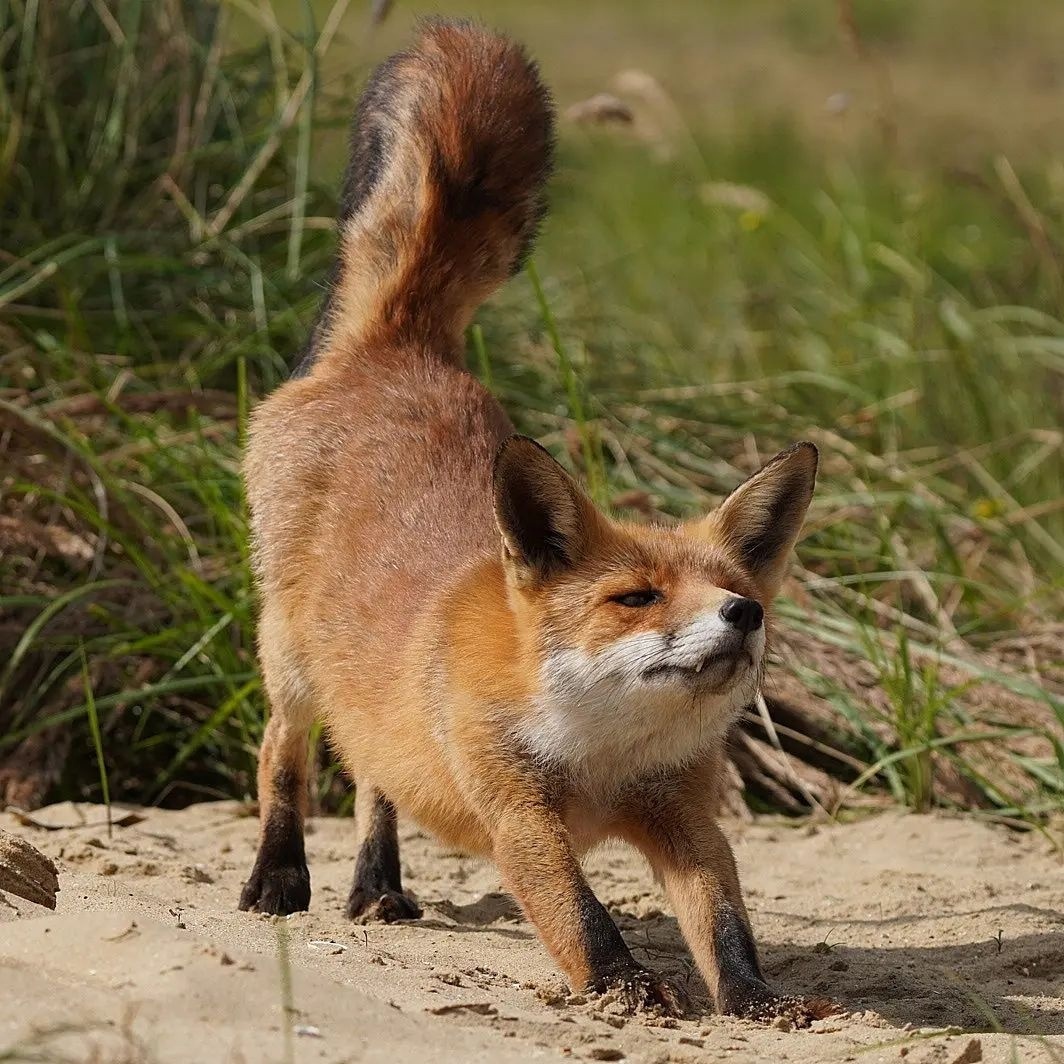 Let's pull and pull... - The photo, Fox, Animals, In the animal world, Puffs, Longpost