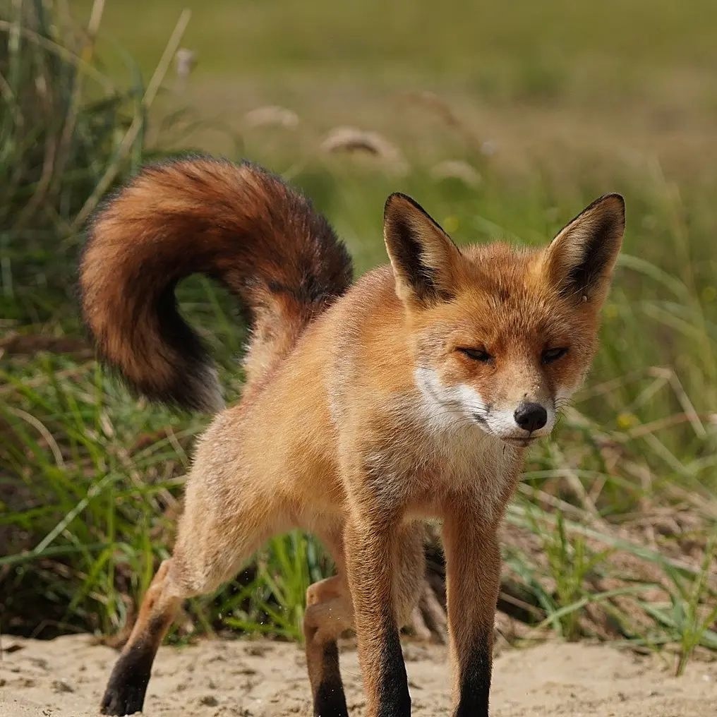 Let's pull and pull... - The photo, Fox, Animals, In the animal world, Puffs, Longpost