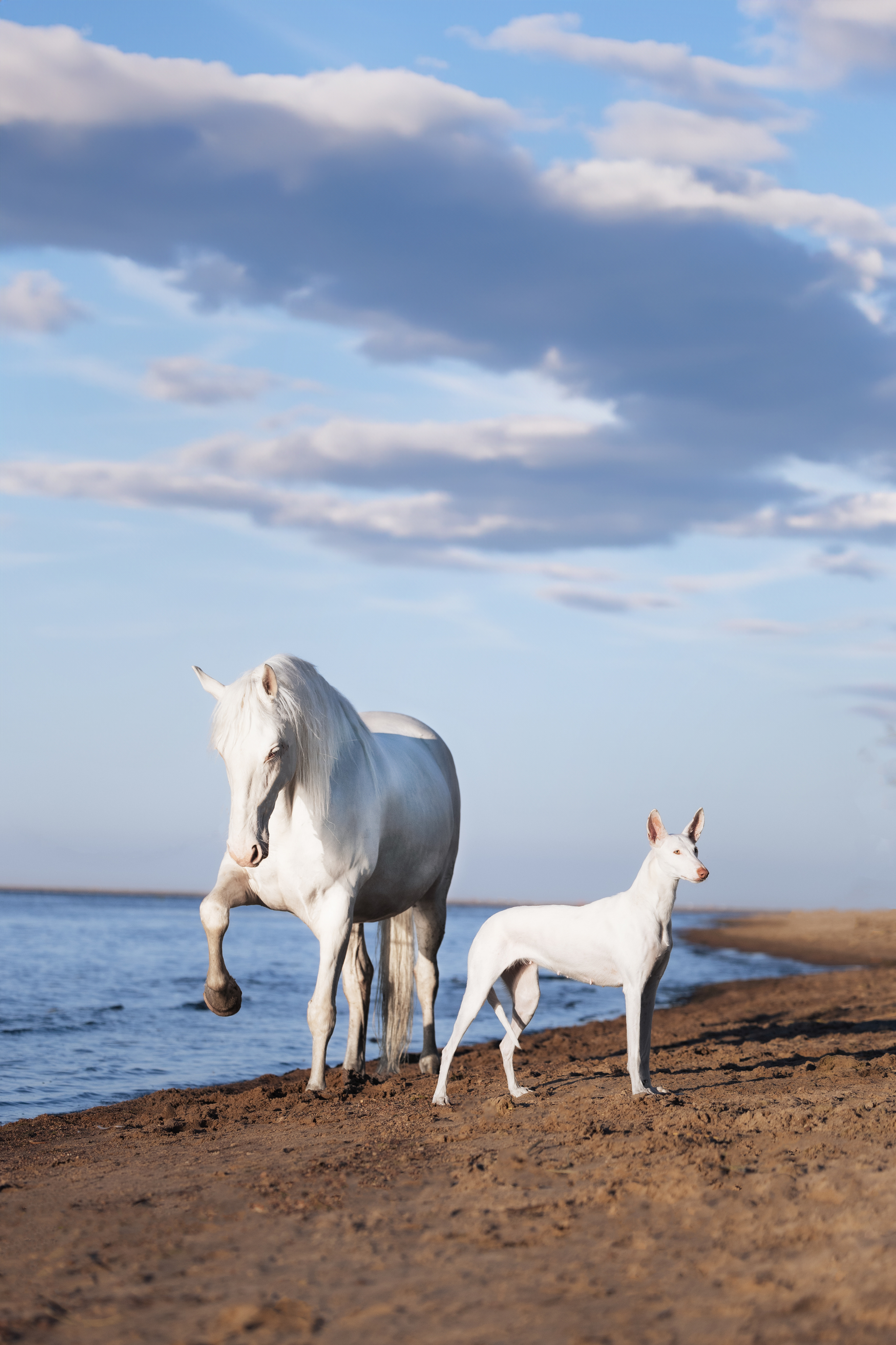 Varya and Parabel - My, Podenko Ibitsenko, Horses, Longpost, The photo, Pets, Dog