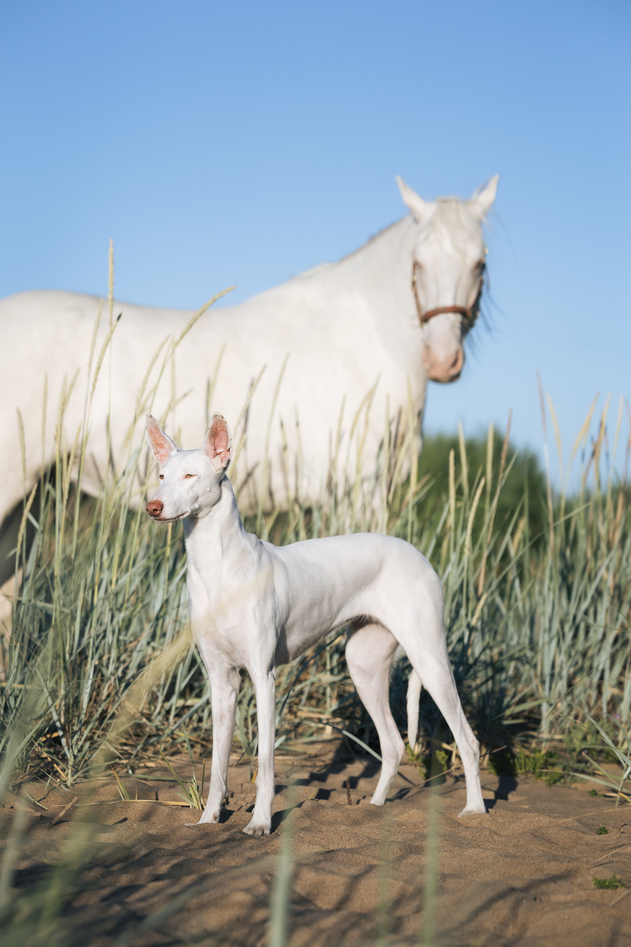 Varya and Parabel - My, Podenko Ibitsenko, Horses, Longpost, The photo, Pets, Dog