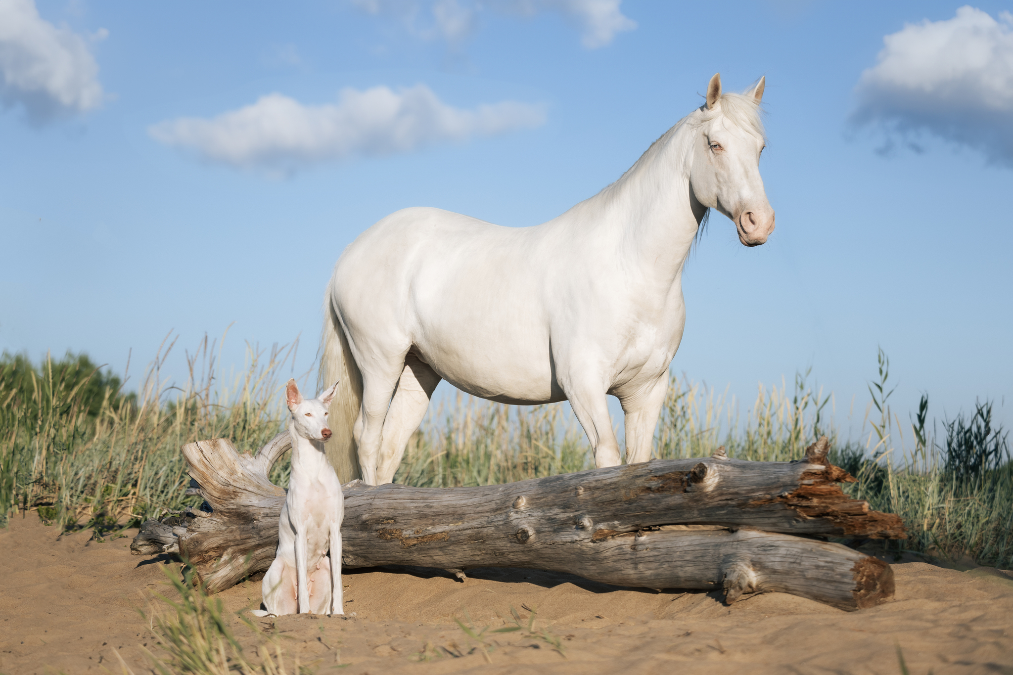 Varya and Parabel - My, Podenko Ibitsenko, Horses, Longpost, The photo, Pets, Dog