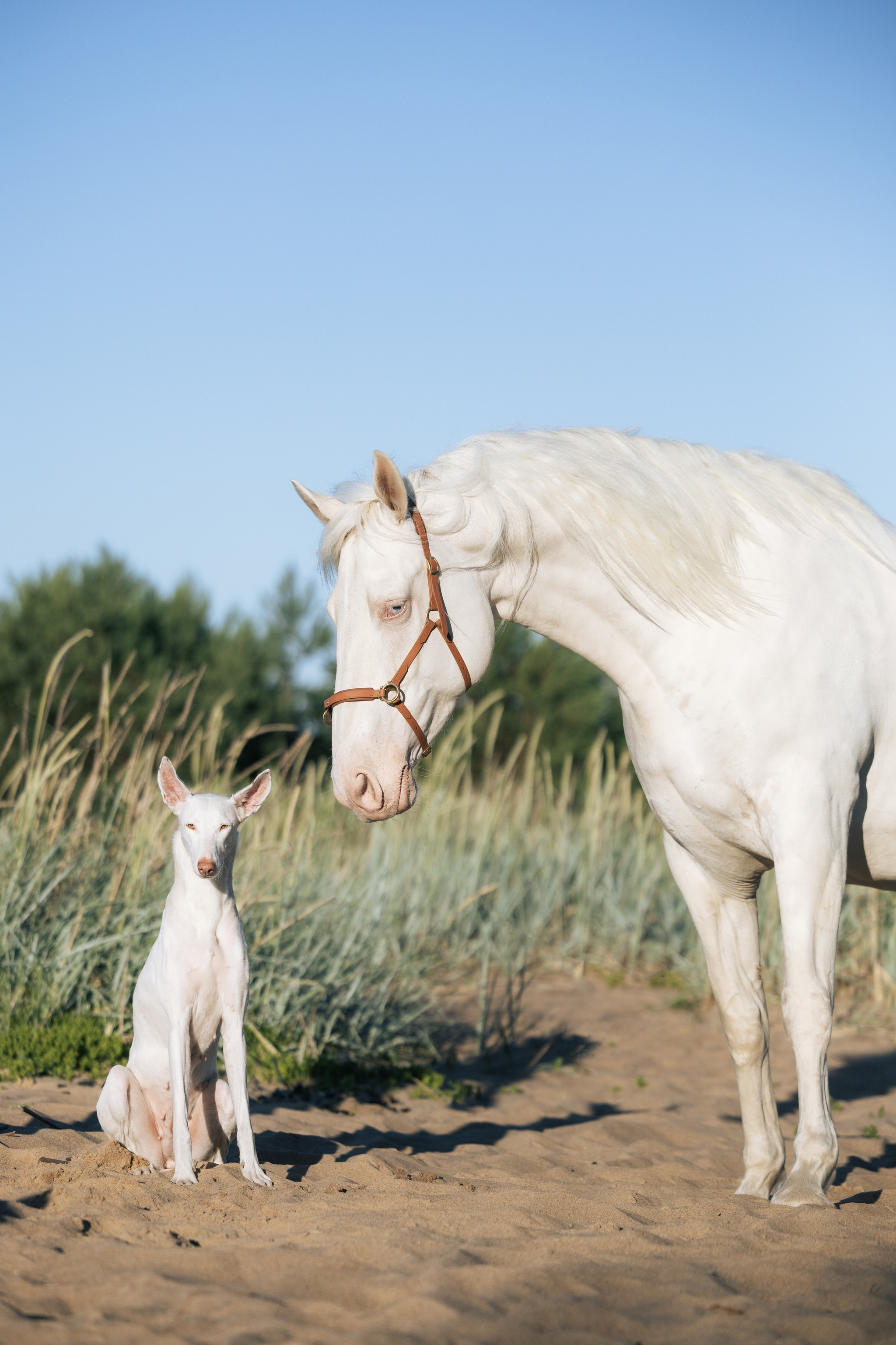 Varya and Parabel - My, Podenko Ibitsenko, Horses, Longpost, The photo, Pets, Dog