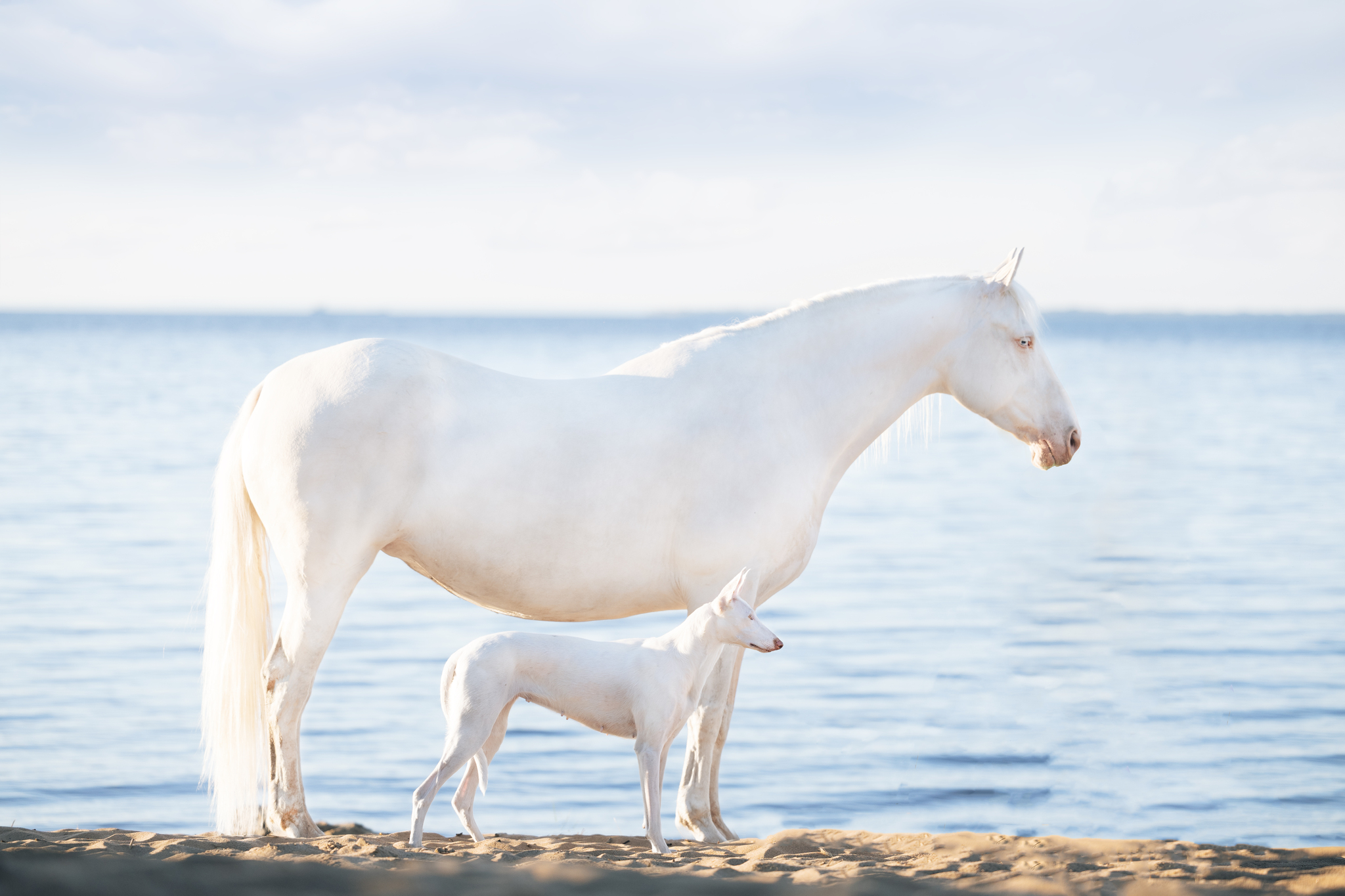 Varya and Parabel - My, Podenko Ibitsenko, Horses, Longpost, The photo, Pets, Dog