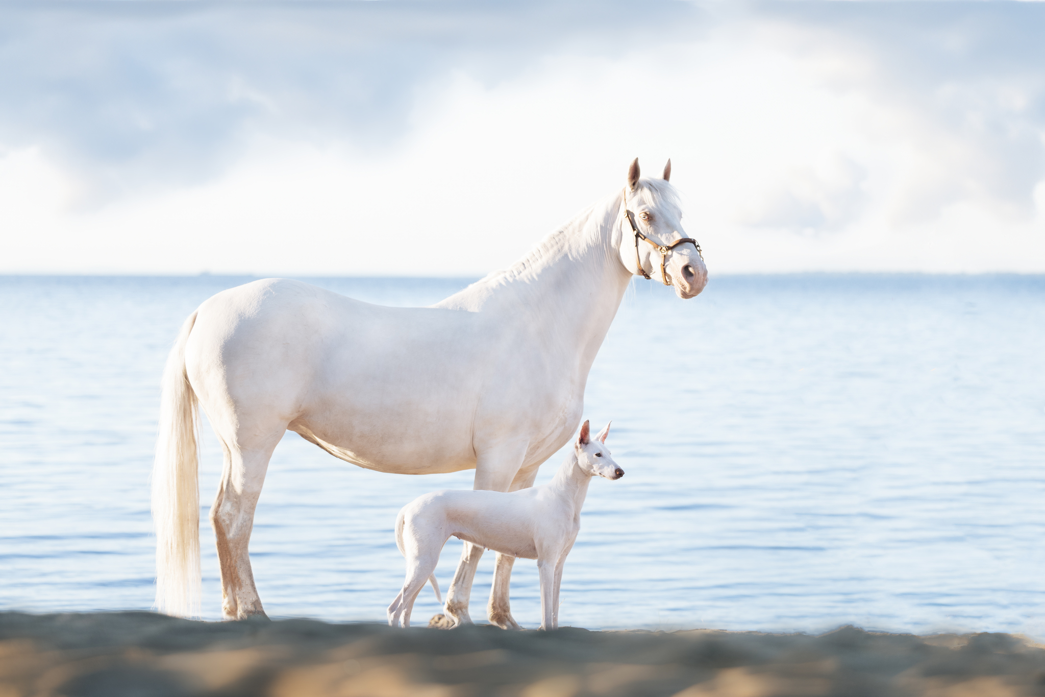 Varya and Parabel - My, Podenko Ibitsenko, Horses, Longpost, The photo, Pets, Dog