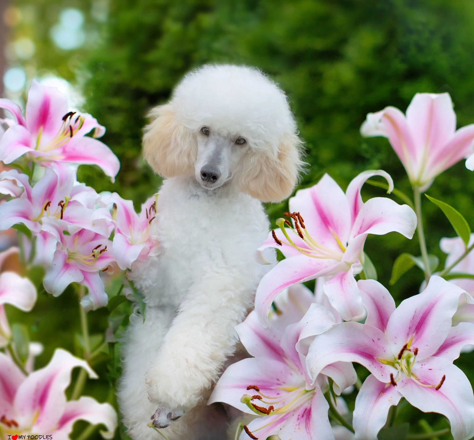 Poodle and lilies - My, Dog, Poodle, Flowers, The photo