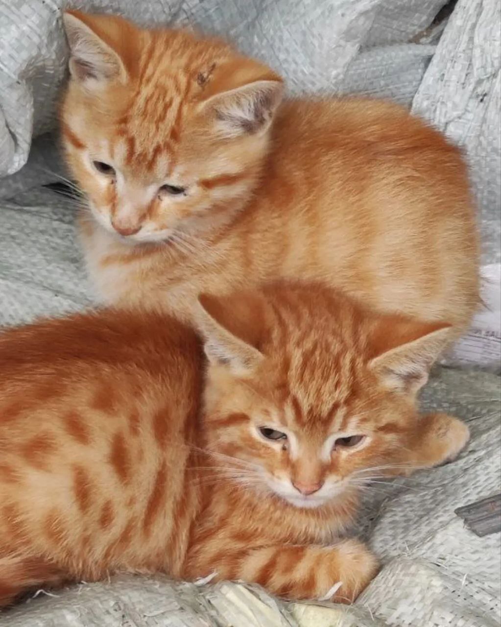 Little red kittens survive on the street, on the hospital grounds - My, cat, Kittens, Animal Rescue, Small cats, Cat lovers, No rating, Longpost, Animal shelter, Homeless animals, Pets, In good hands, Is free, SOS, Helping animals, Moscow