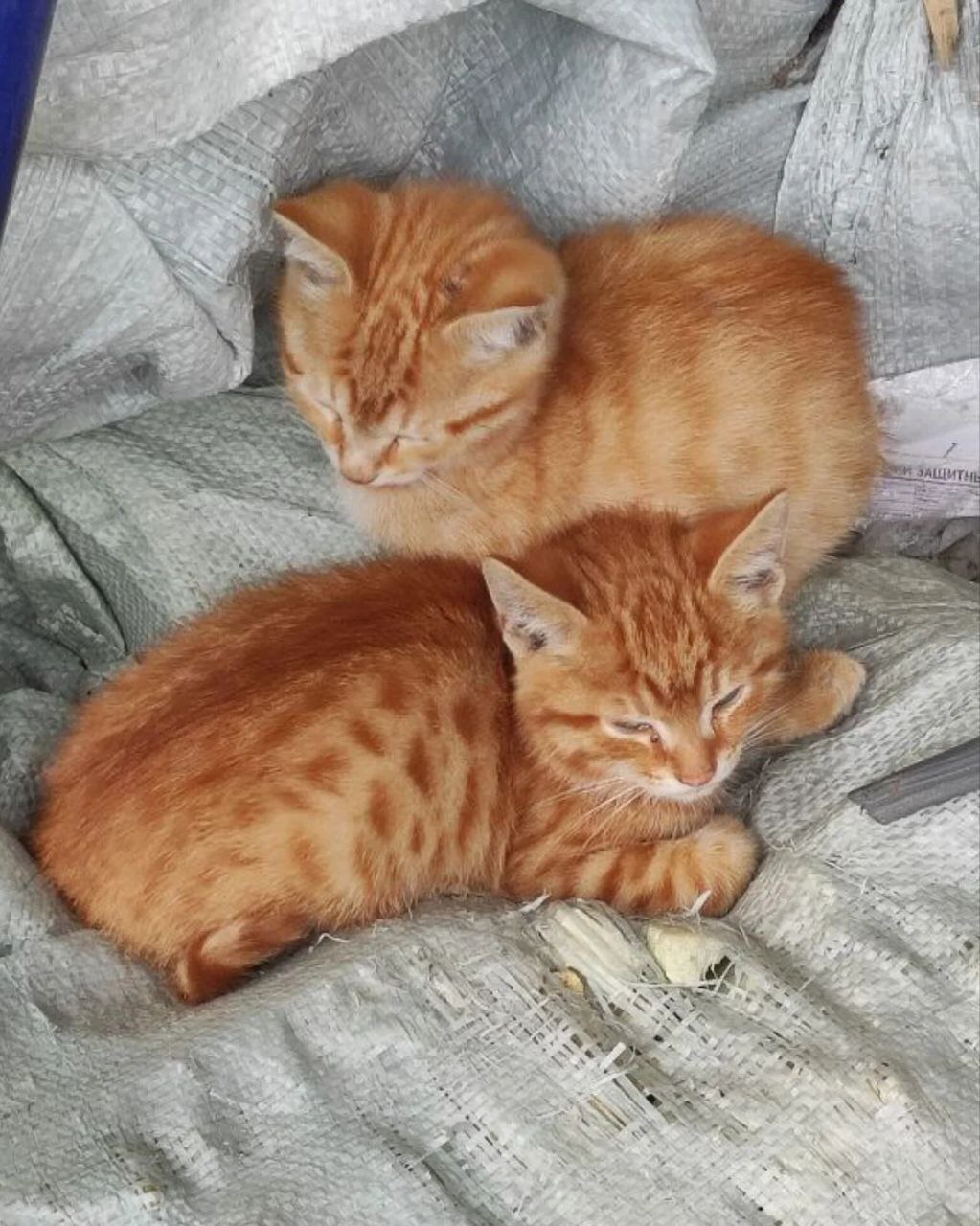 Little red kittens survive on the street, on the hospital grounds - My, cat, Kittens, Animal Rescue, Small cats, Cat lovers, No rating, Longpost, Animal shelter, Homeless animals, Pets, In good hands, Is free, SOS, Helping animals, Moscow