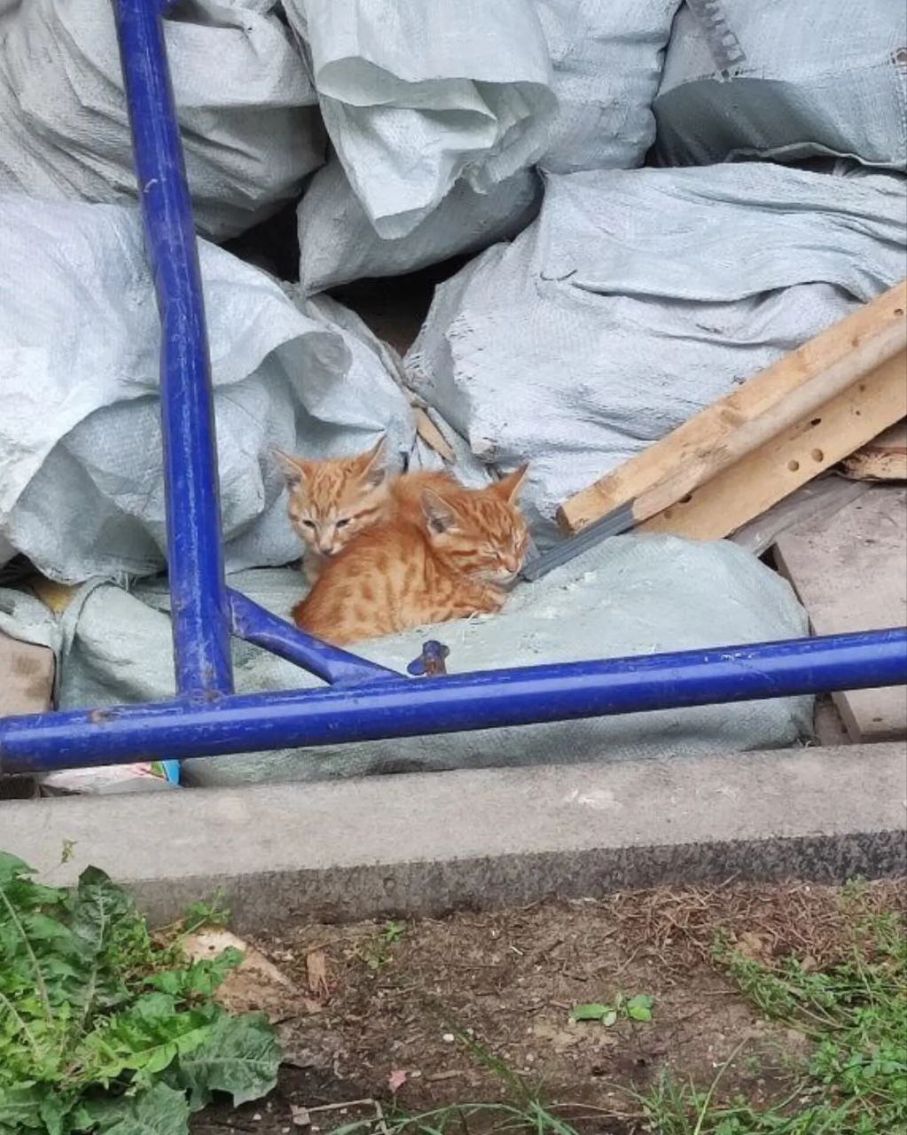 Little red kittens survive on the street, on the hospital grounds - My, cat, Kittens, Animal Rescue, Small cats, Cat lovers, No rating, Longpost, Animal shelter, Homeless animals, Pets, In good hands, Is free, SOS, Helping animals, Moscow