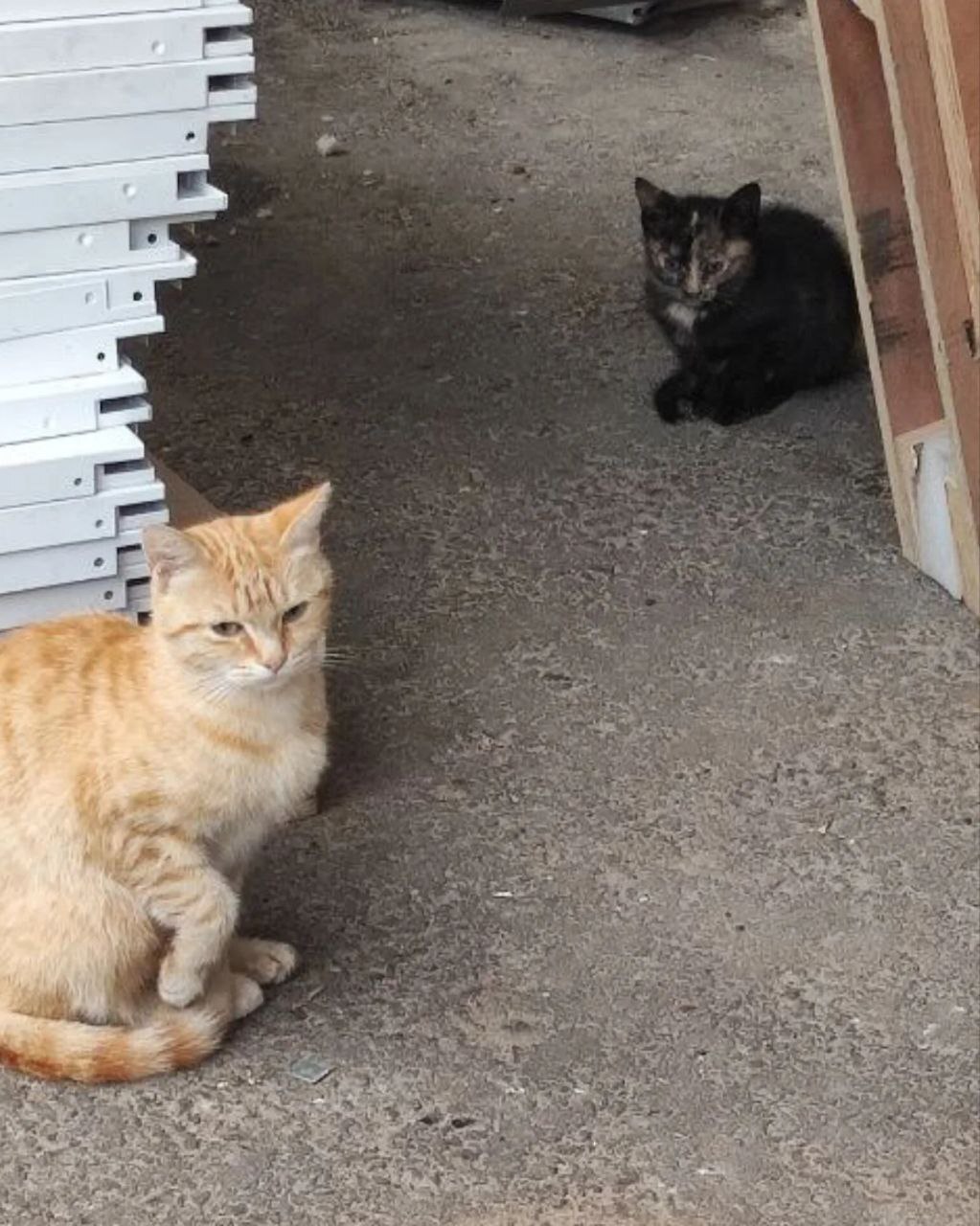 Little red kittens survive on the street, on the hospital grounds - My, cat, Kittens, Animal Rescue, Small cats, Cat lovers, No rating, Longpost, Animal shelter, Homeless animals, Pets, In good hands, Is free, SOS, Helping animals, Moscow