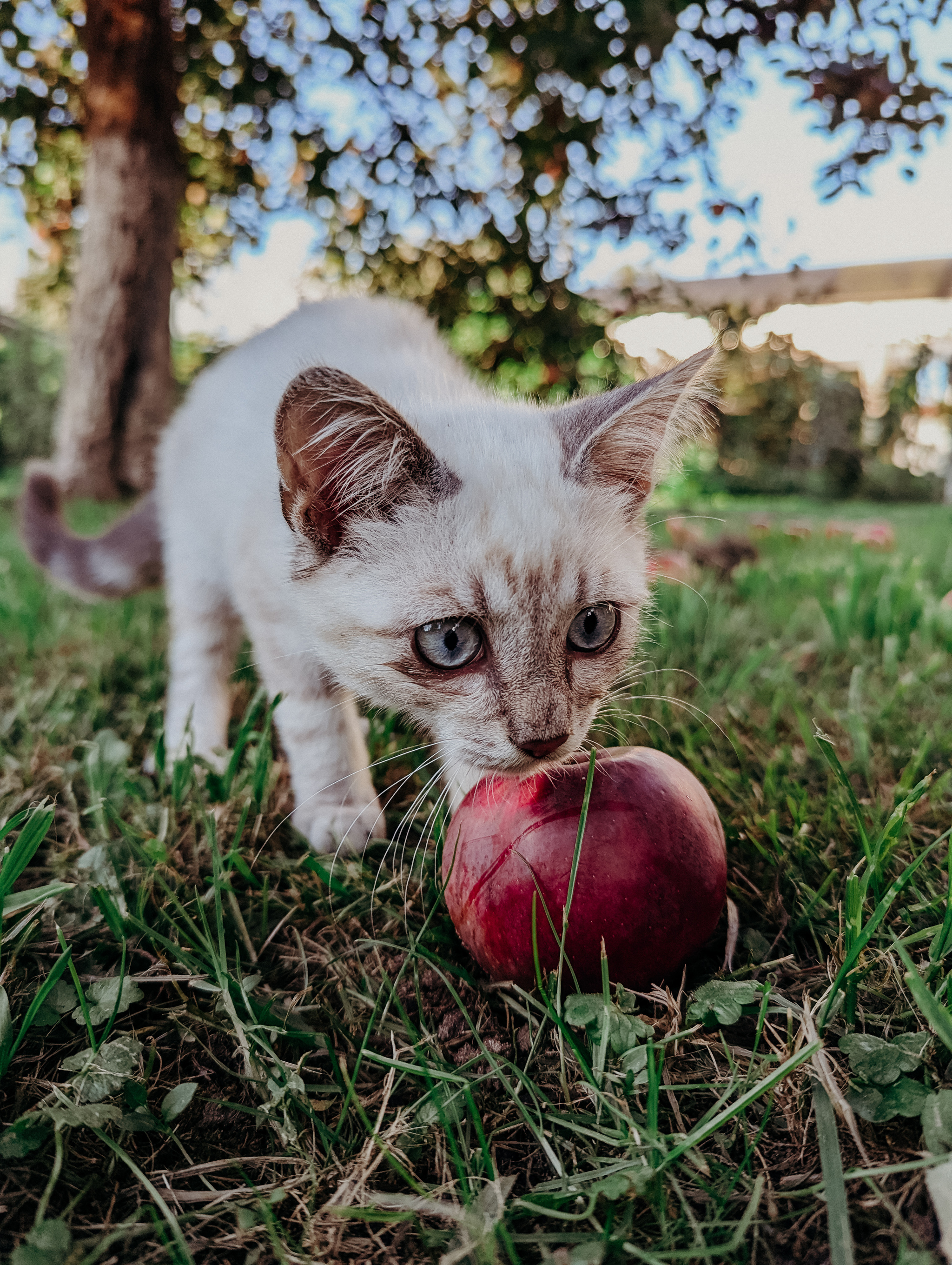 Cat in the dapples - My, The photo, Positive, cat, Pet the cat, Fluffy, Apples, Autumn, Longpost