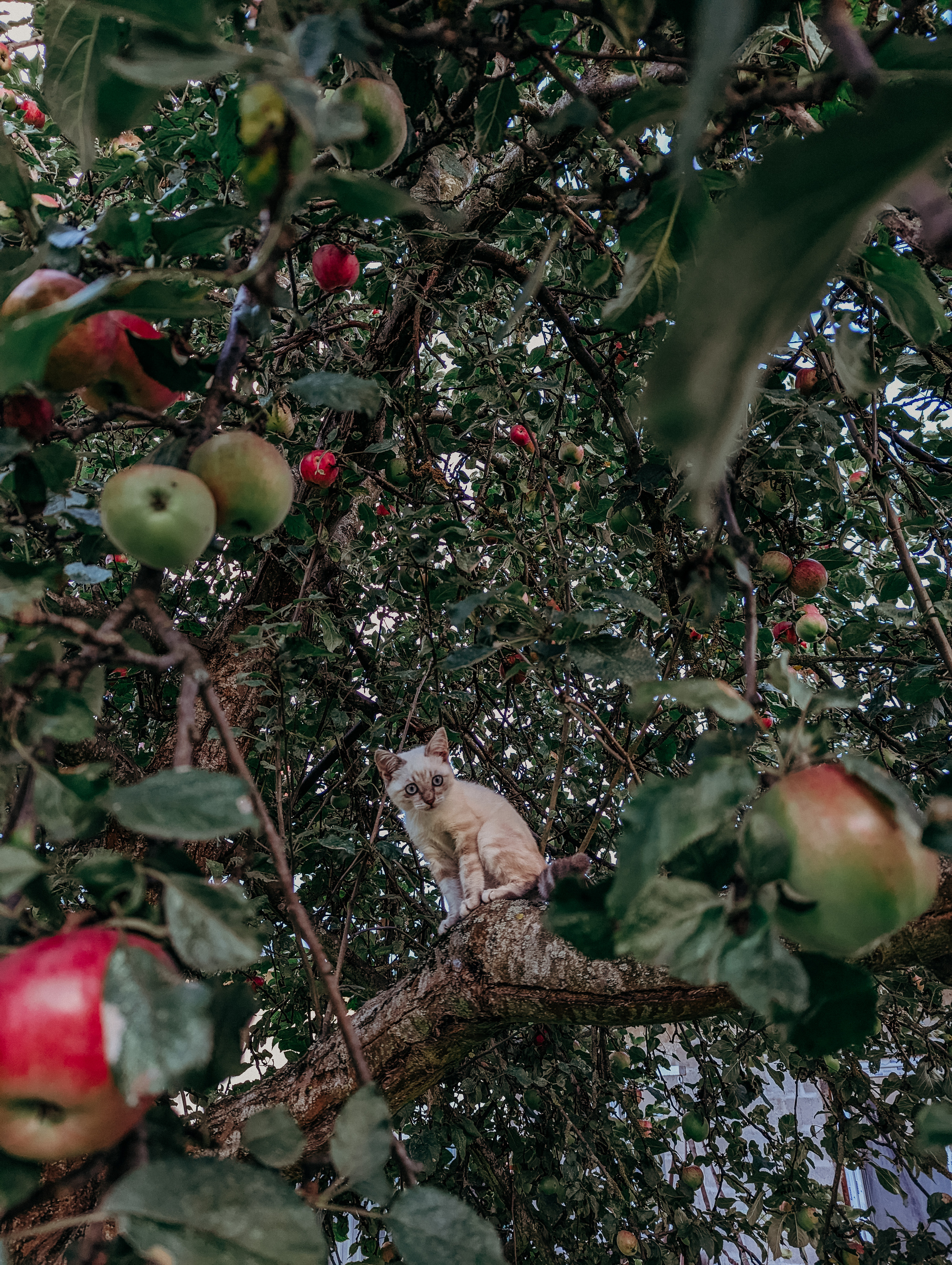 Cat in the dapples - My, The photo, Positive, cat, Pet the cat, Fluffy, Apples, Autumn, Longpost