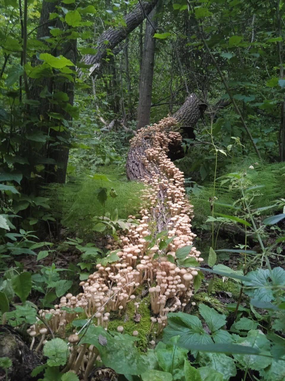 Tail of the mushroom firebird - My, Mushrooms, The photo, beauty, Forest