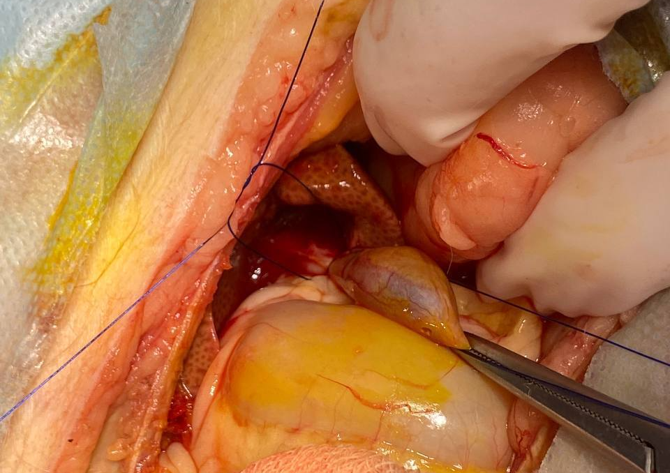 Clinical case - biliary peritonitis - My, Veterinary, Surgery, Gallbladder, cat, Longpost