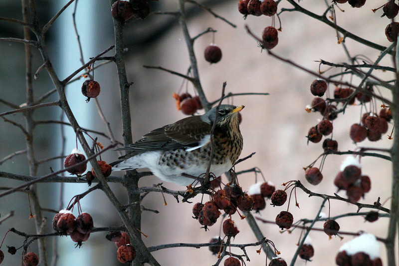 Field Thrush: Vigorous bombardment of droppings at any hint of disrespect - Thrush, Birds, Animals, Wild animals, Yandex Zen, Video, Youtube, Yandex Zen (link), Longpost