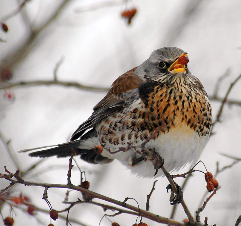 Field Thrush: Vigorous bombardment of droppings at any hint of disrespect - Thrush, Birds, Animals, Wild animals, Yandex Zen, Video, Youtube, Yandex Zen (link), Longpost