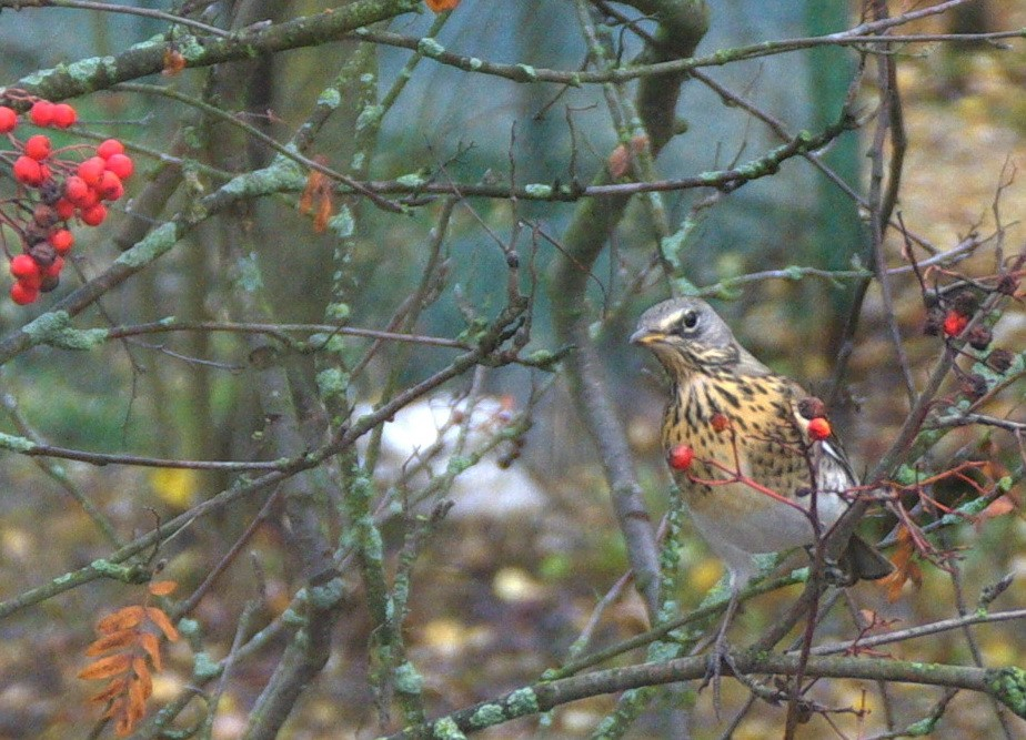 Field Thrush: Vigorous bombardment of droppings at any hint of disrespect - Thrush, Birds, Animals, Wild animals, Yandex Zen, Video, Youtube, Yandex Zen (link), Longpost