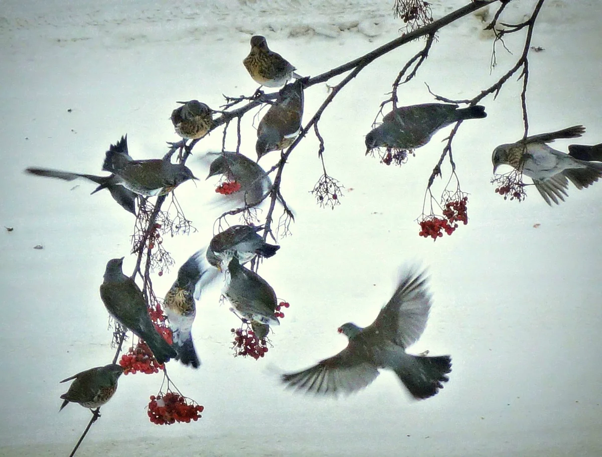 Field Thrush: Vigorous bombardment of droppings at any hint of disrespect - Thrush, Birds, Animals, Wild animals, Yandex Zen, Video, Youtube, Yandex Zen (link), Longpost