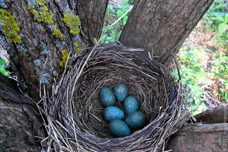 Field Thrush: Vigorous bombardment of droppings at any hint of disrespect - Thrush, Birds, Animals, Wild animals, Yandex Zen, Video, Youtube, Yandex Zen (link), Longpost