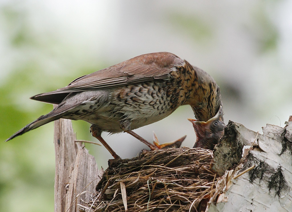 Field Thrush: Vigorous bombardment of droppings at any hint of disrespect - Thrush, Birds, Animals, Wild animals, Yandex Zen, Video, Youtube, Yandex Zen (link), Longpost