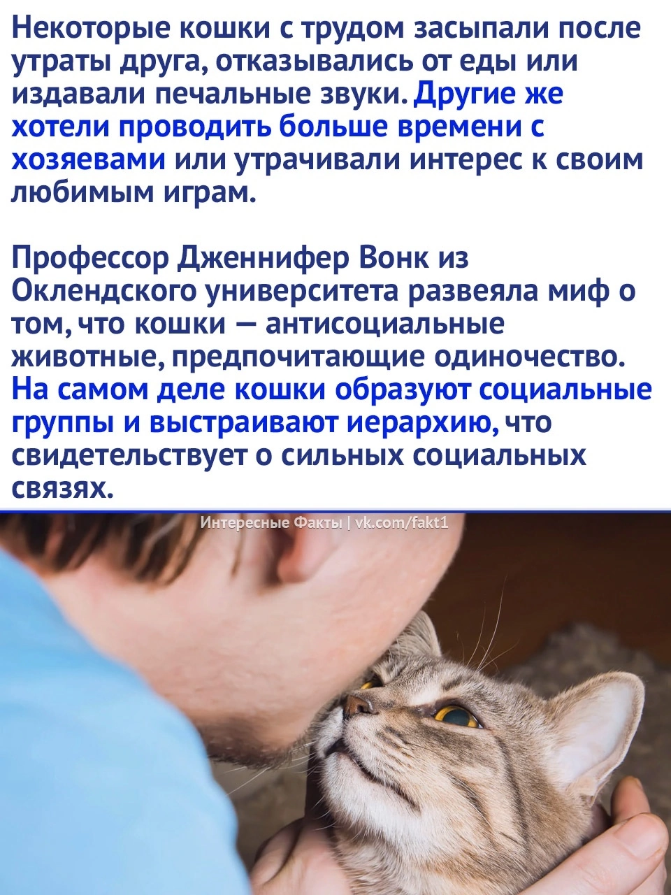 Scientists have denied that cats are independent and cannot become attached. - cat, Animals, Nature, Picture with text, Longpost