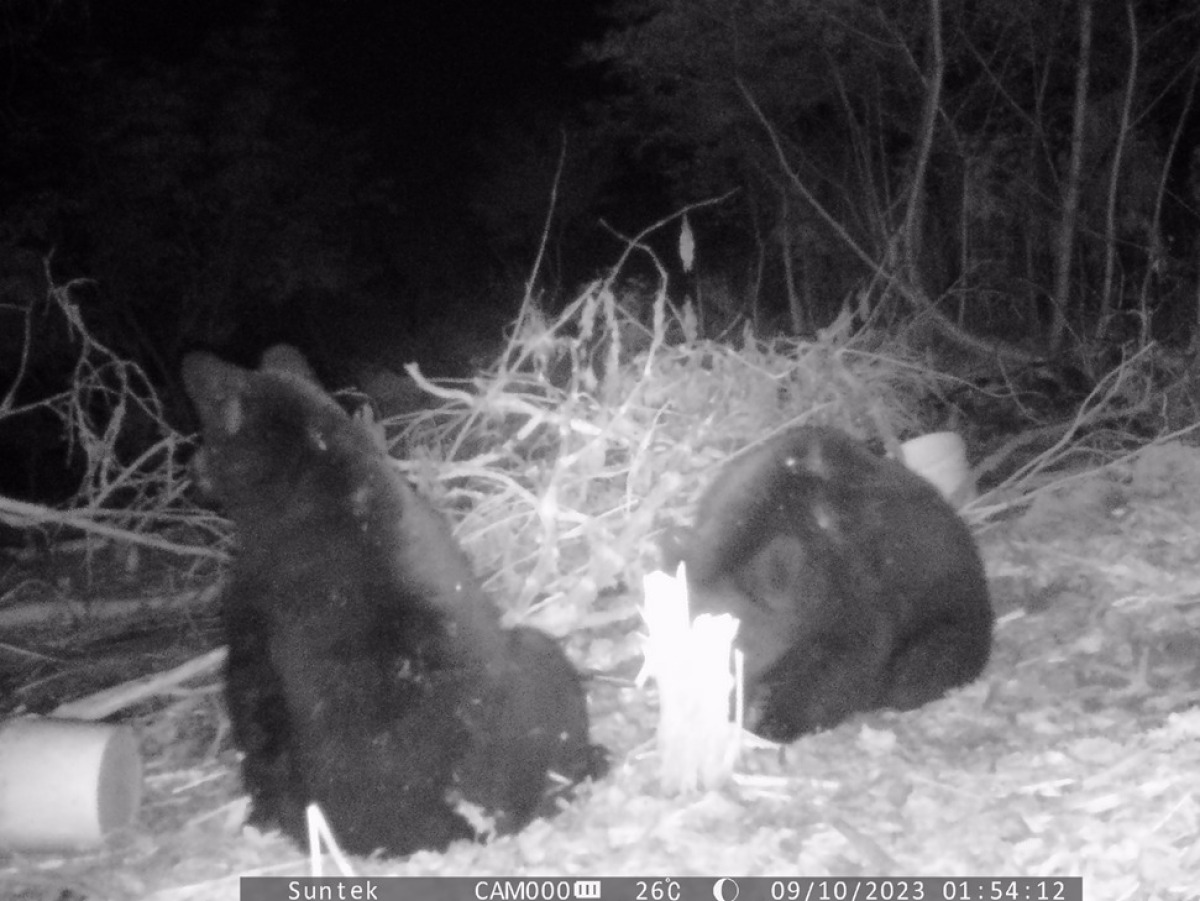 460 camera traps will be placed in Sakhalin forests - My, news, Nature, The Bears, Phototrap, The photo, Sakhalin, Sakhalin Region, Teddy bears, Animals, The beast, Intruder, Violation, Camera, Forest, Longpost