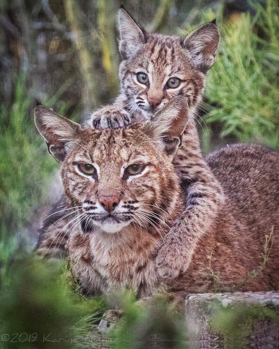 Photo with mom - Lynx, Lynx, Red Lynx, Small cats, Cat family, Predatory animals, Wild animals, wildlife, North America, The photo