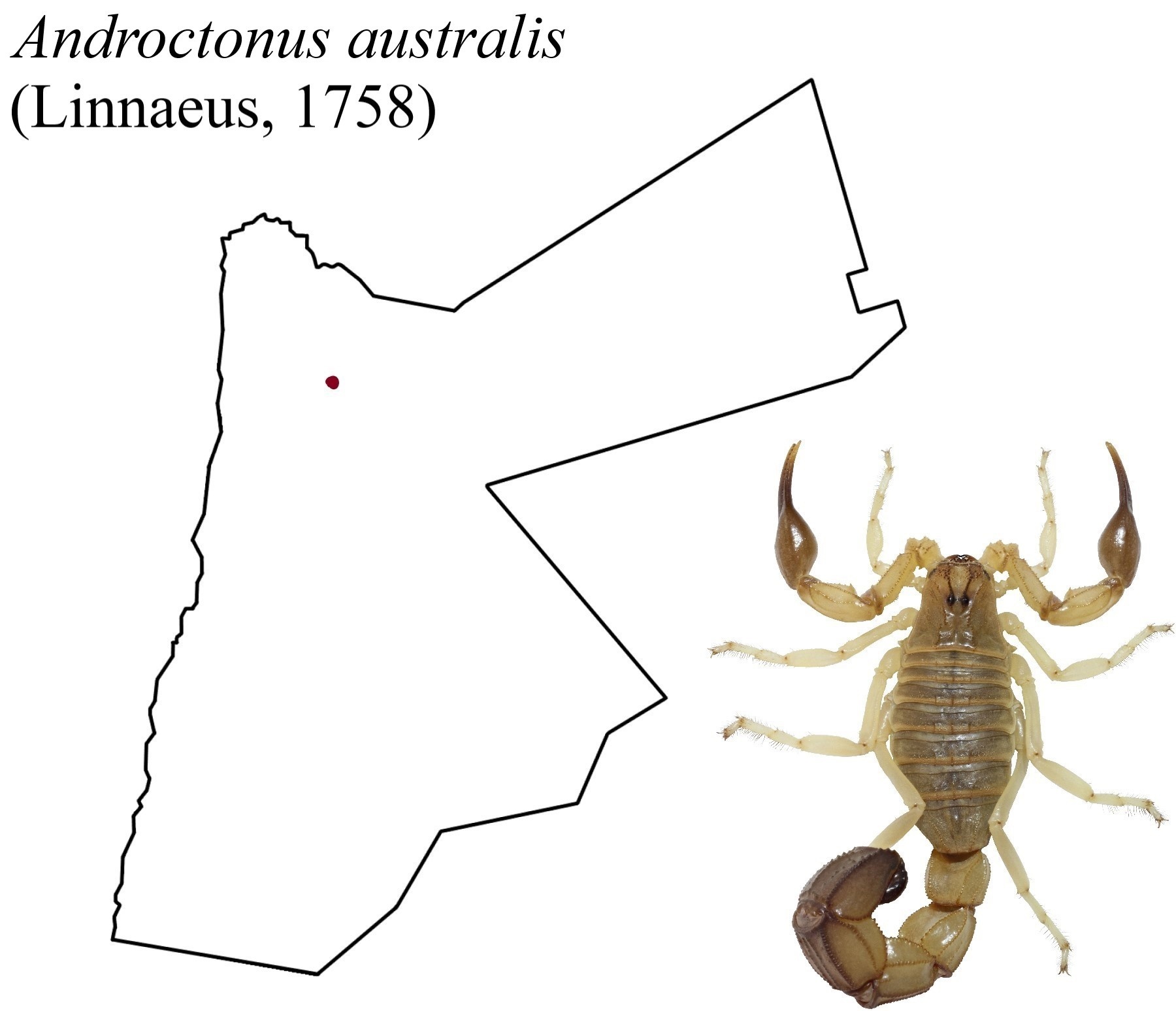 Androctonus australis (Linnaeus, 1758) - Scorpions, Arachnids, Milota, Arthropods, Useful, Biology, Informative, Macro photography, VKontakte (link), Longpost