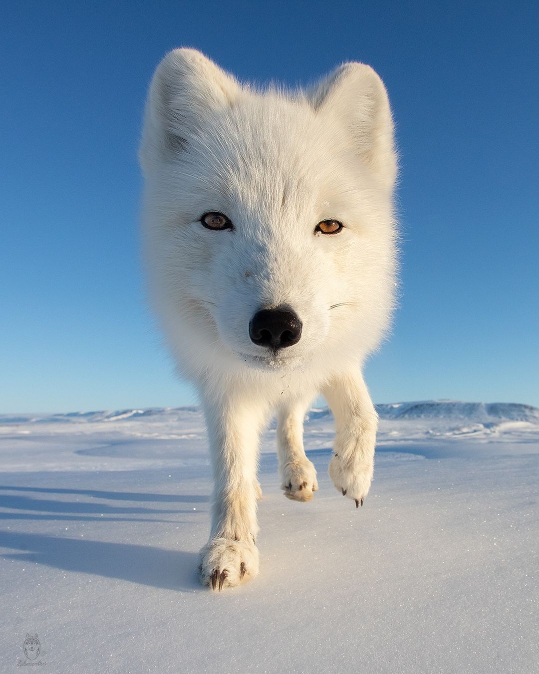 Didn't you wait? - Wild animals, Predatory animals, Arctic fox, Snow, wildlife, Fox, Canines, The photo