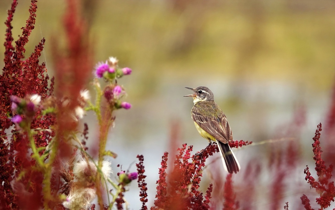 Yellow wagtail - My, The photo, Netherlands (Holland), Nature, Birds