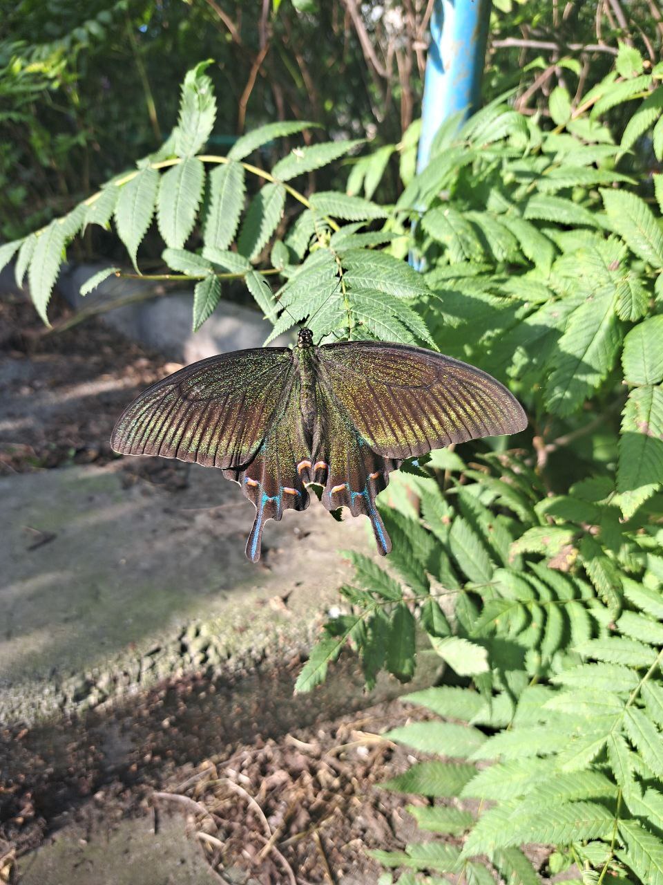 Maak's Tailbearer - My, Vladivostok, Butterfly, The photo