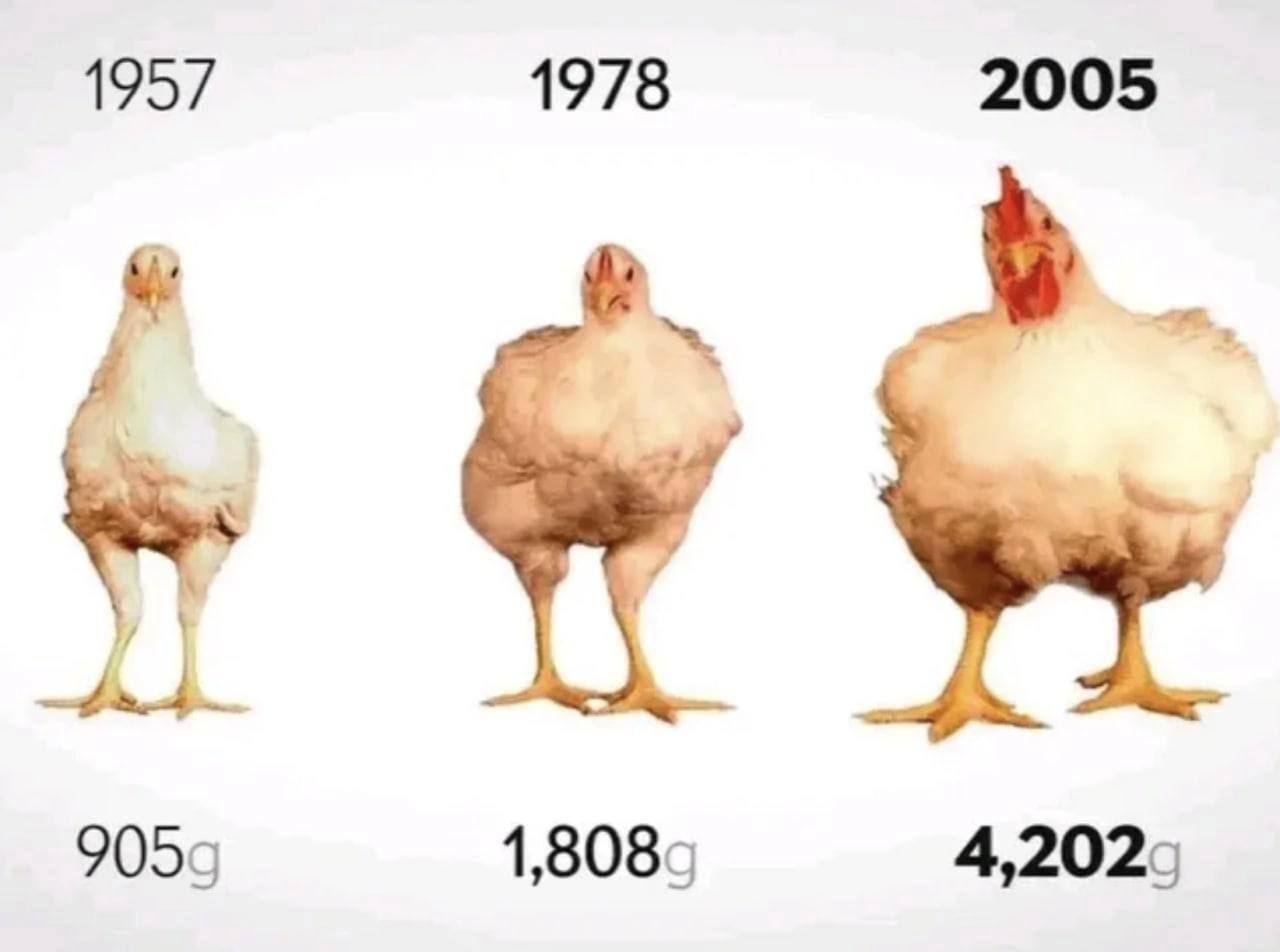 How did the chicken grow in size? - Poultry, Poultry farm, Hen, Genetics, Dinosaurs, Picture with text