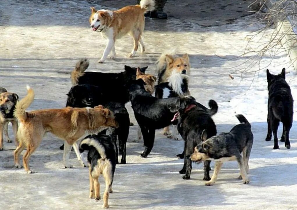 Attention, residents of Moscow Region, a survey on the topic of stray dogs is being conducted for you at government services. Vote for your safety from packs of predators! - Stray dogs, Survey, Radical animal protection, Moscow region, Human rights, Osvv, Safety, Dog attack, Dog