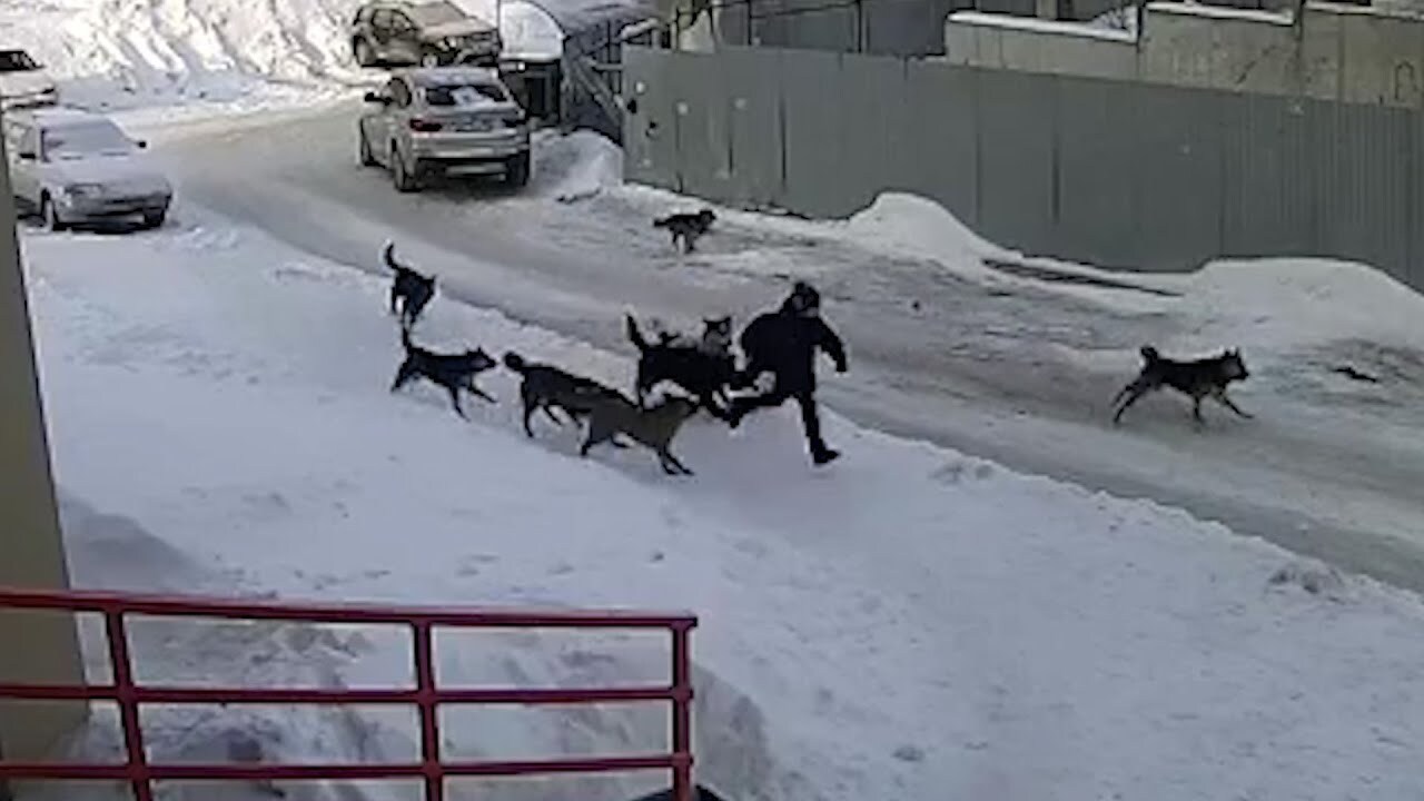 Attention, residents of Moscow Region, a survey on the topic of stray dogs is being conducted for you at government services. Vote for your safety from packs of predators! - Stray dogs, Survey, Radical animal protection, Moscow region, Human rights, Osvv, Safety, Dog attack, Dog