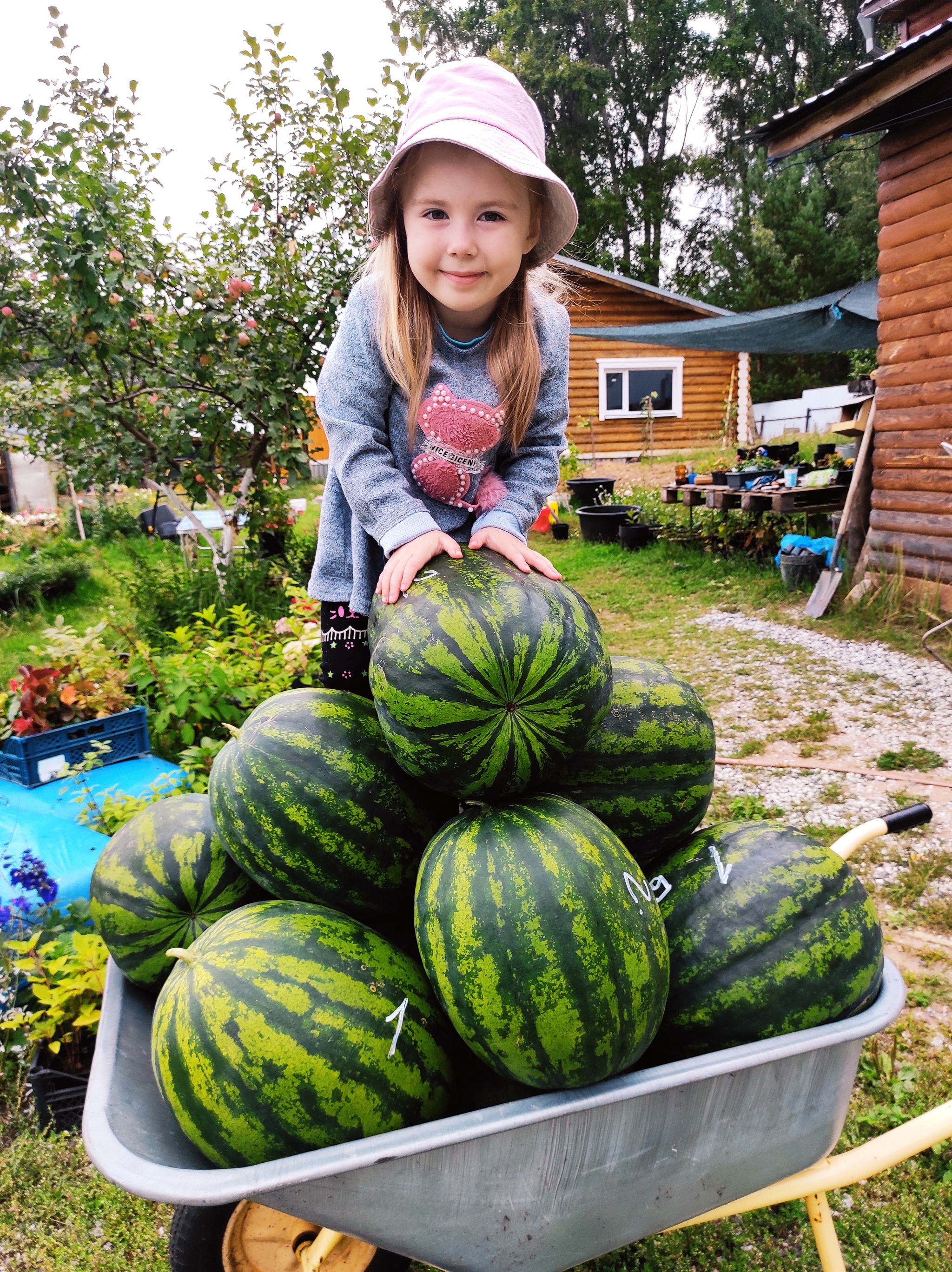 Northern watermelons from 7 to 12 kg. In the open ground - My, Village, Сельское хозяйство