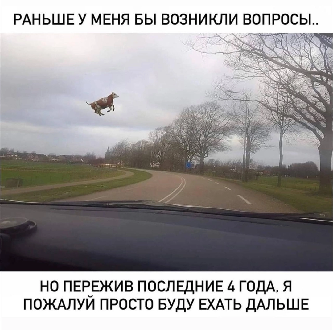 Yes there are no more questions - Picture with text, Cow, Flight, Repeat