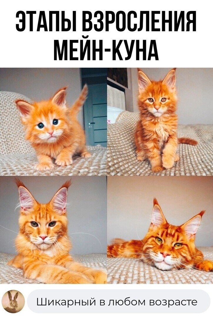 What a fluffy king! Mini lynx - Maine Coon, cat, Fluffy, Memes, Funny animals, Picture with text, Comments, Screenshot, Kittens, It Was-It Was, Redheads