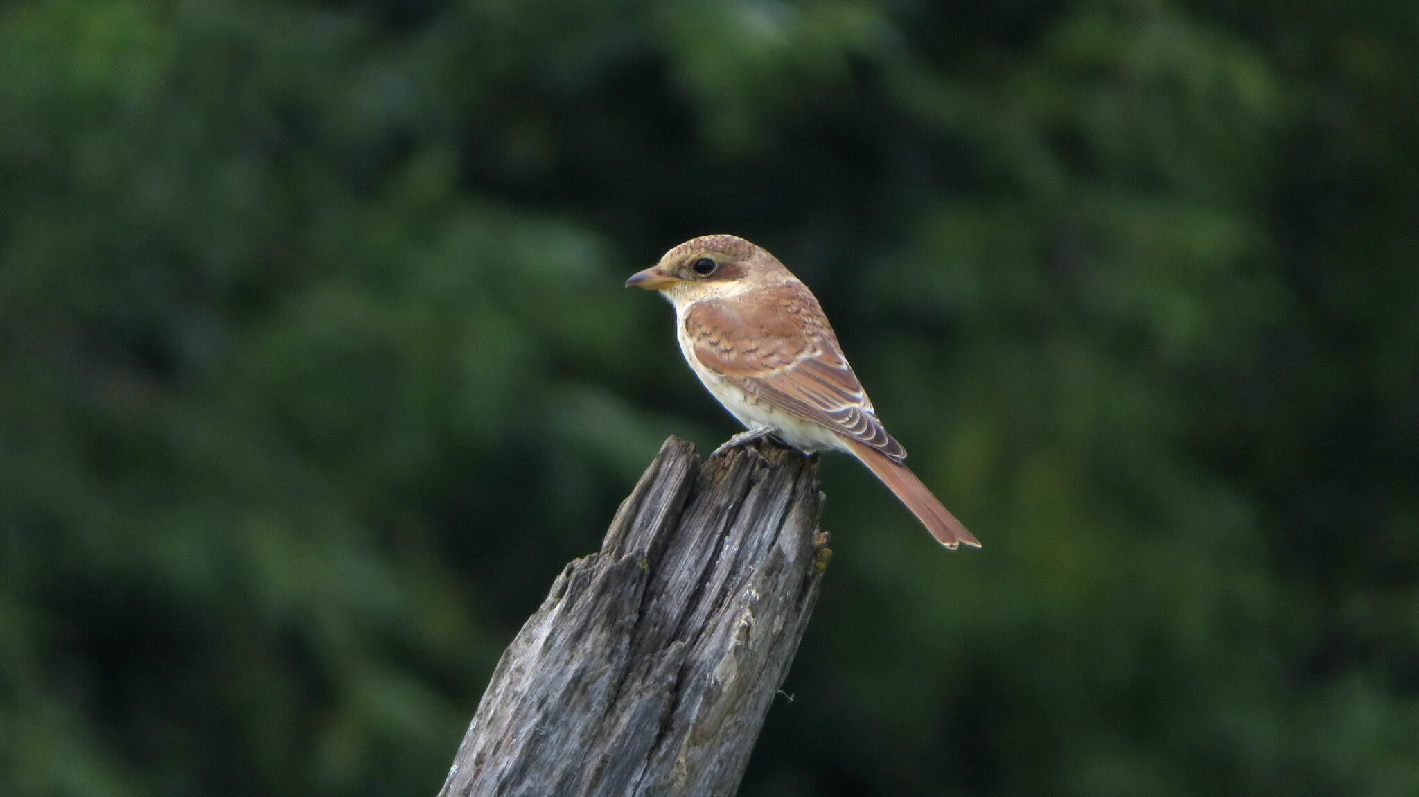 Common Shrike (young female) - My, Photo hunting, Animals, Ornithology, Birds, The nature of Russia, Shrike, Zhulan Sorokoput, Zhulan, Bird watching, In the animal world, Predator birds, The photo