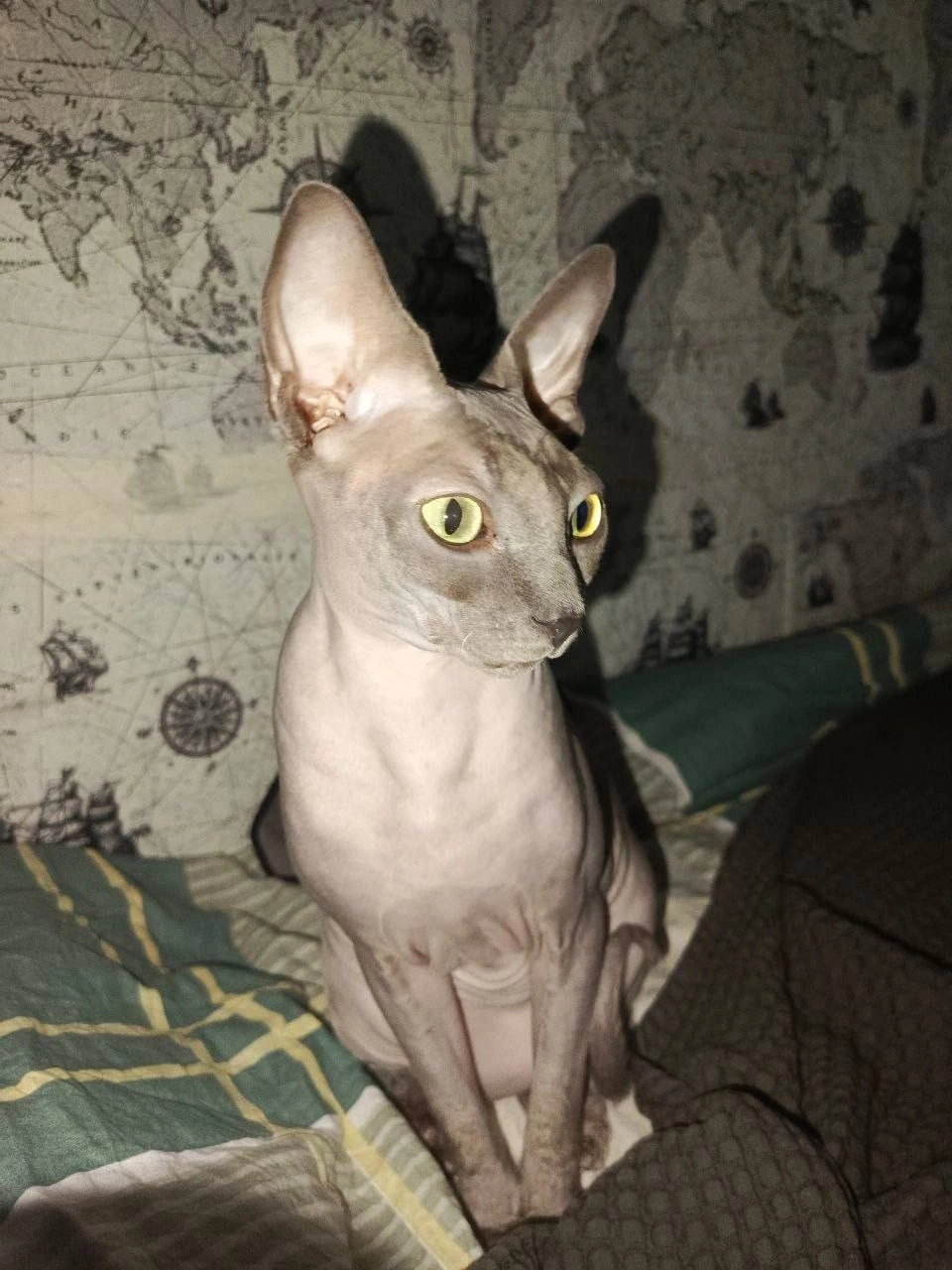 The sphinx has disappeared. Moscow, northern Tushino - No rating, cat, Sphinx, Lost, Help me find, Moscow, Tushino, Social networks, Longpost, Lost cat