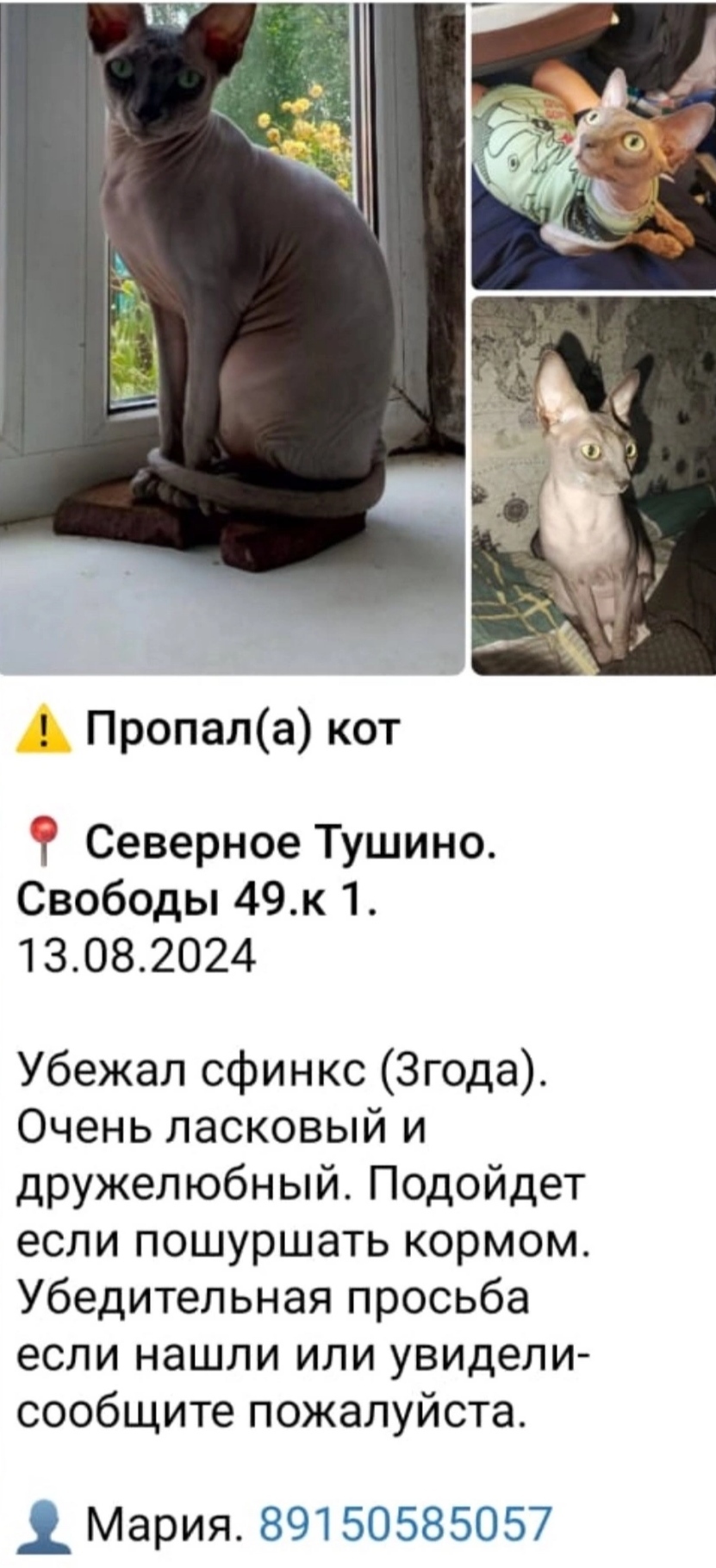 The sphinx has disappeared. Moscow, northern Tushino - No rating, cat, Sphinx, Lost, Help me find, Moscow, Tushino, Social networks, Longpost, Lost cat