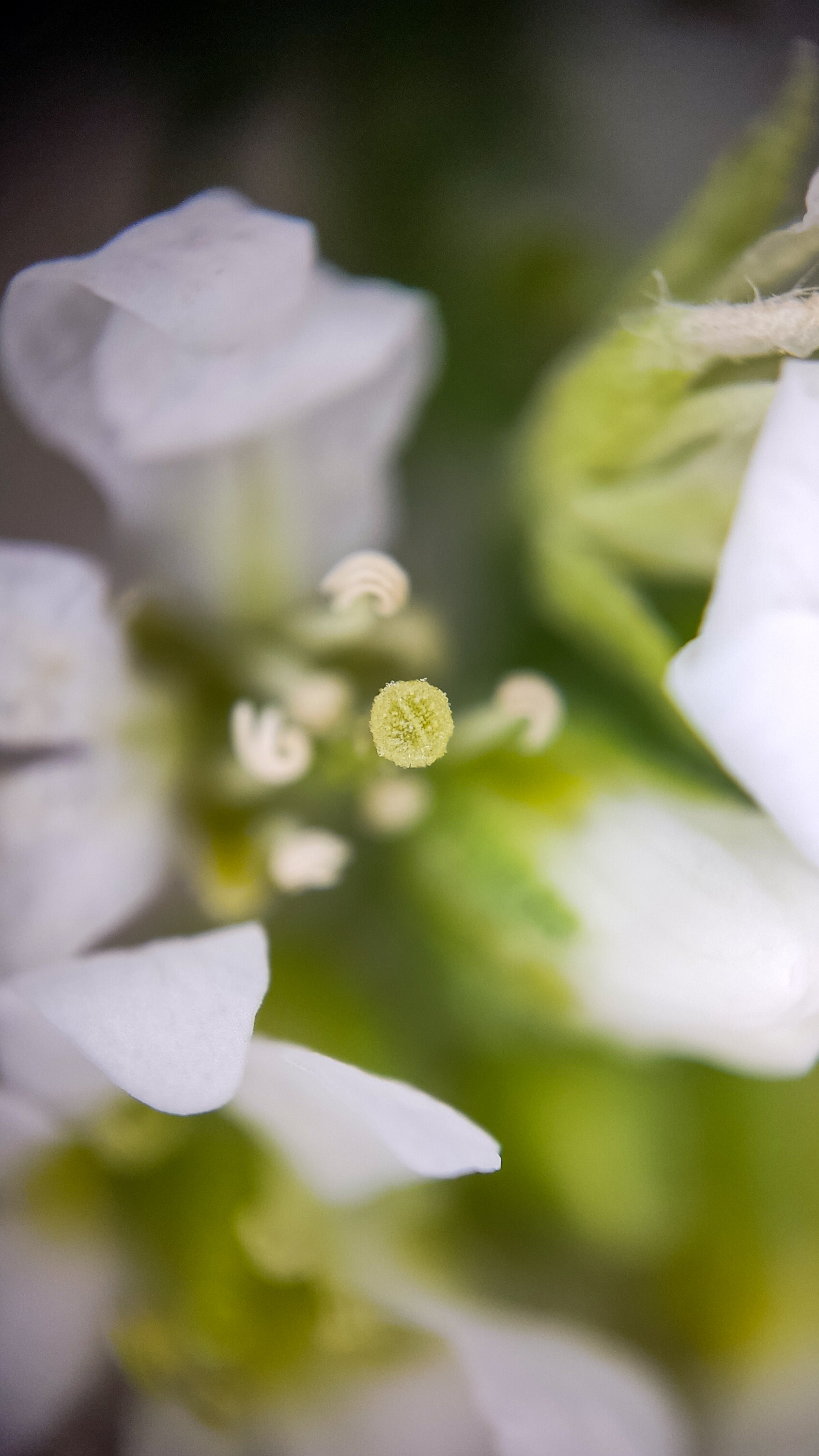 Photo project Let's take a closer look post No. 69. Ikotnik gray - My, Bloom, Macro photography, Plants, Gardening, Garden, Microfilming, Medicinal herbs, The photo, Longpost