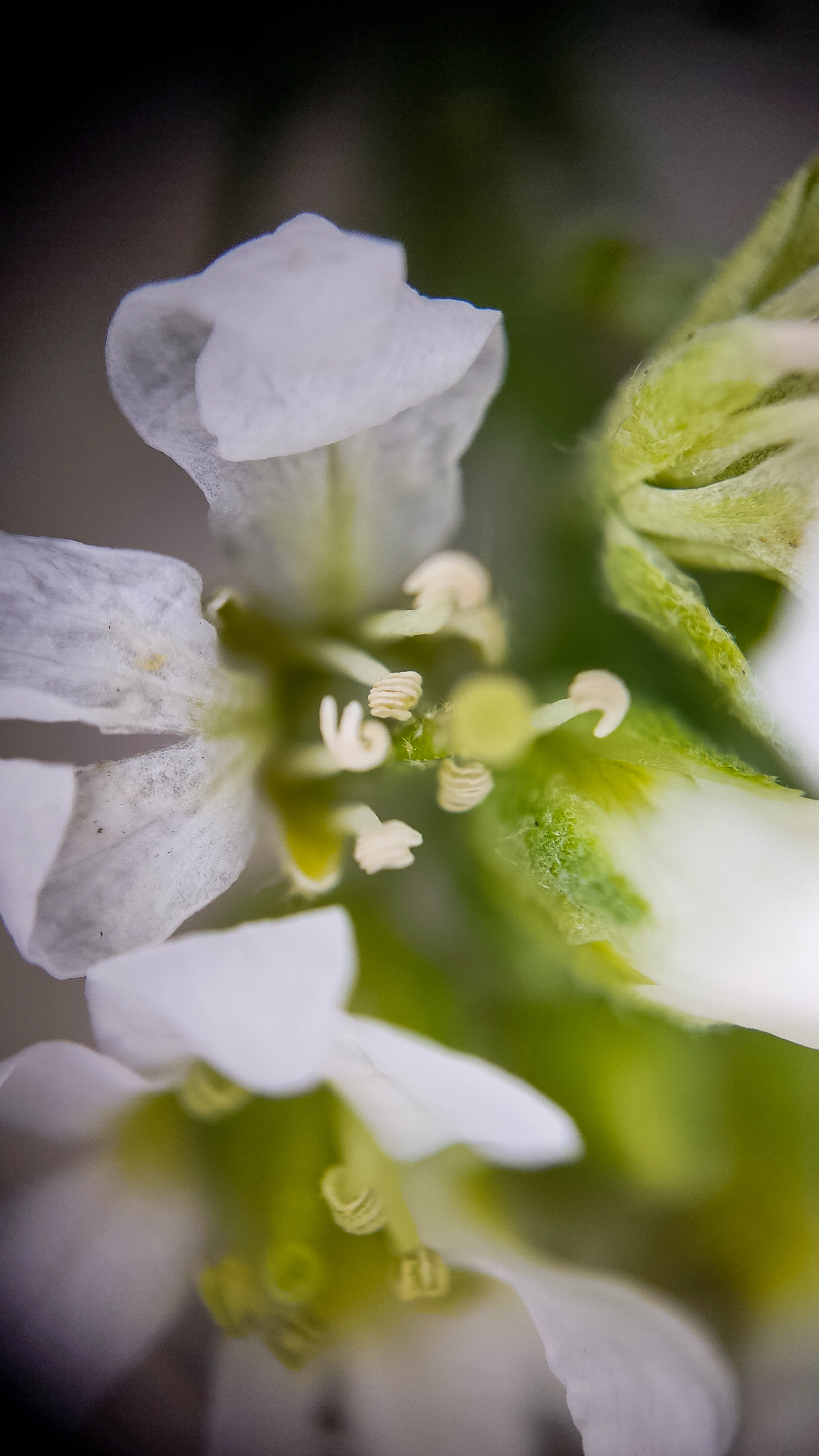 Photo project Let's take a closer look post No. 69. Ikotnik gray - My, Bloom, Macro photography, Plants, Gardening, Garden, Microfilming, Medicinal herbs, The photo, Longpost