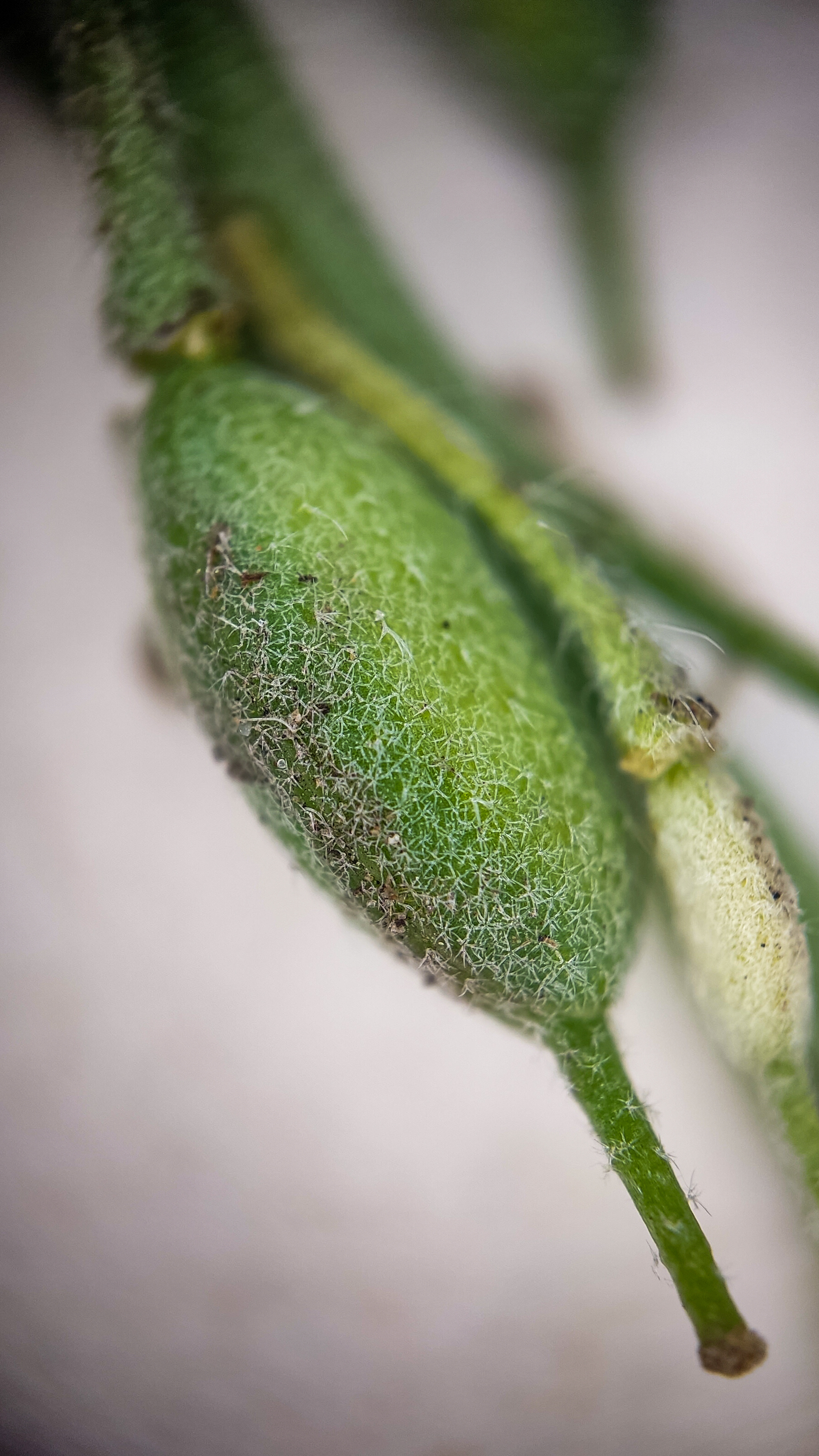 Photo project Let's take a closer look post No. 69. Ikotnik gray - My, Bloom, Macro photography, Plants, Gardening, Garden, Microfilming, Medicinal herbs, The photo, Longpost